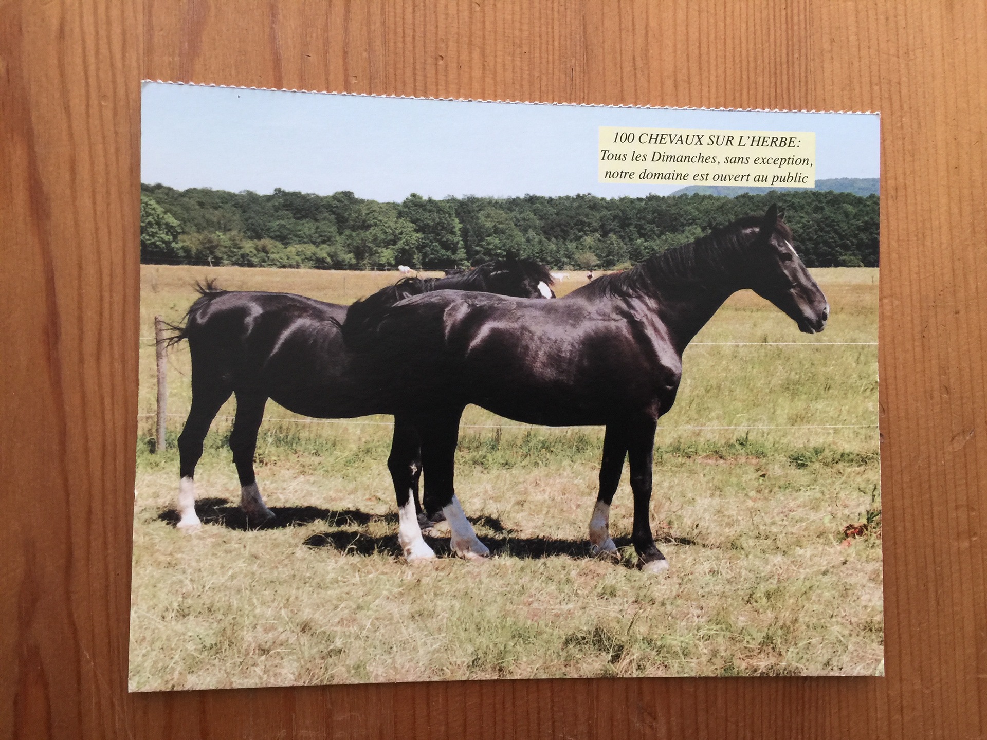 CARTE POSTALE 100 CHEVAUX 59 - Prix 0,50 €