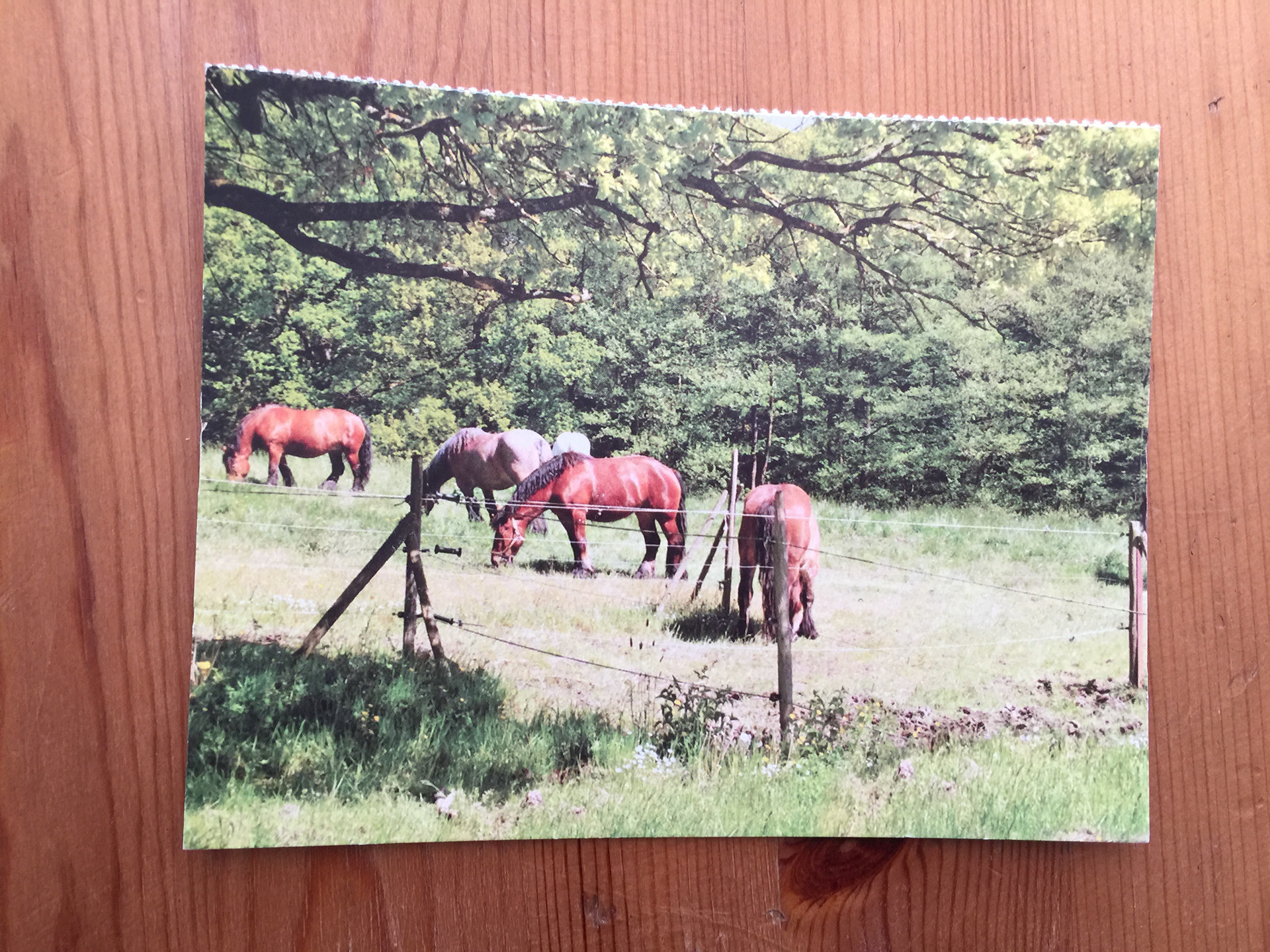 CARTE POSTALE 100 CHEVAUX 51 - Prix 0,50 €