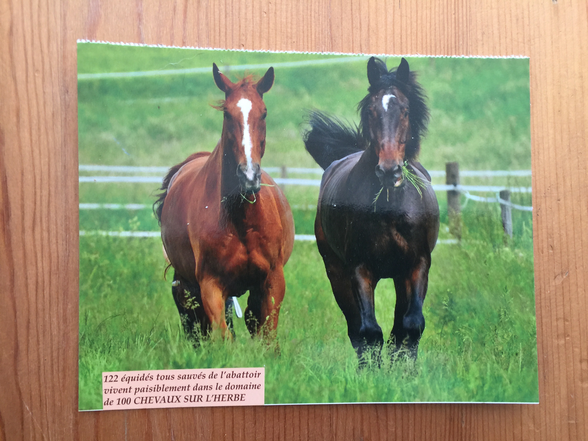 CARTE POSTALE 100 CHEVAUX 60 - Prix 0,50 €