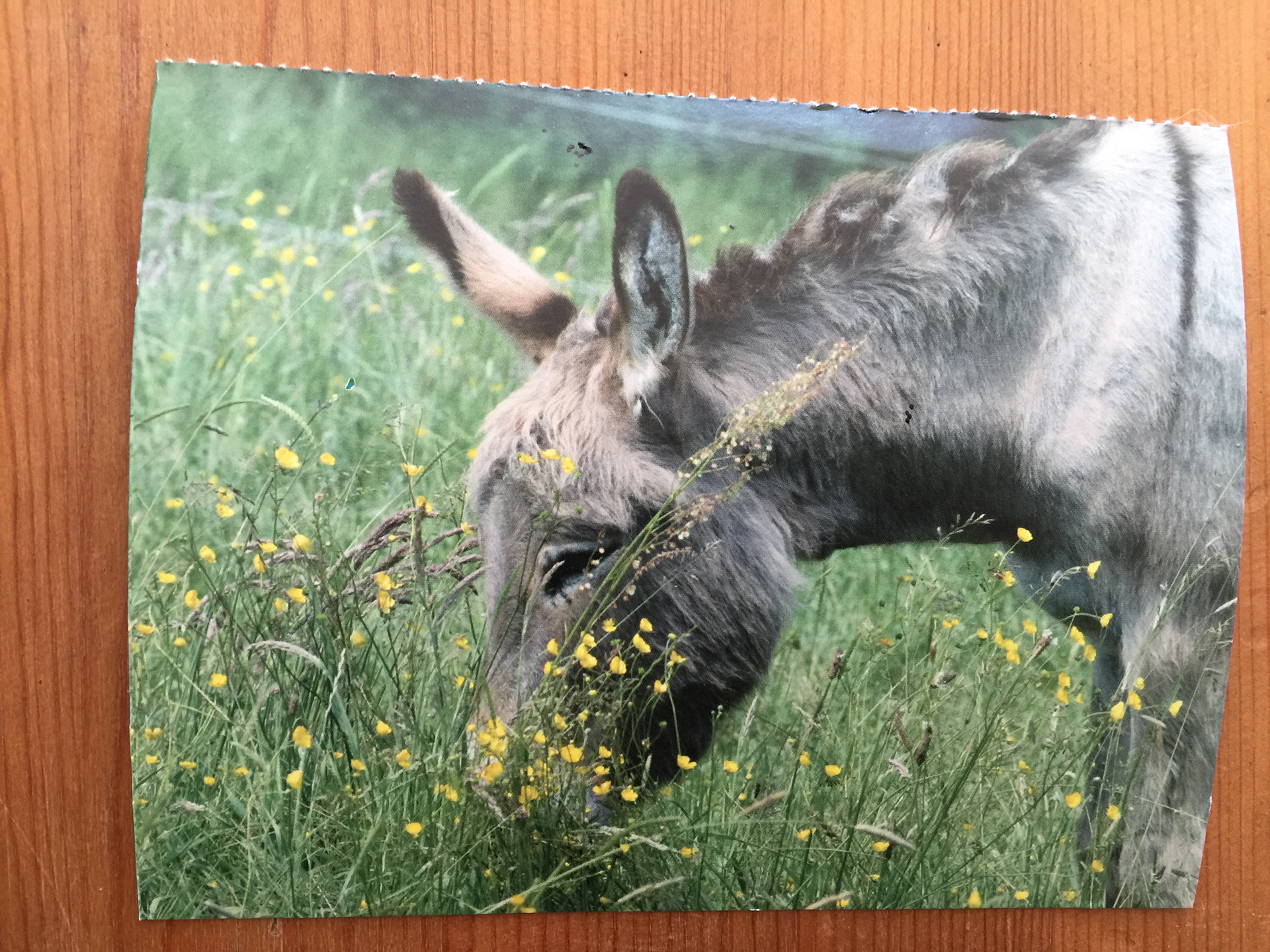 CARTE POSTALE 100 CHEVAUX 61 - Prix 0,50 €