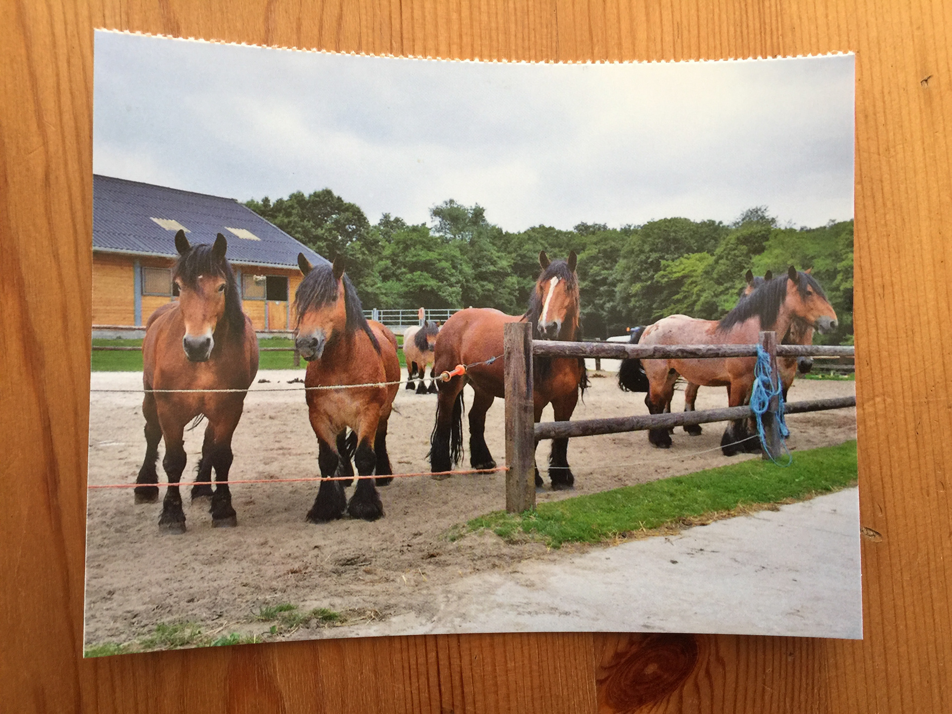CARTE POSTALE 100 CHEVAUX 50 - Prix 0,50 €