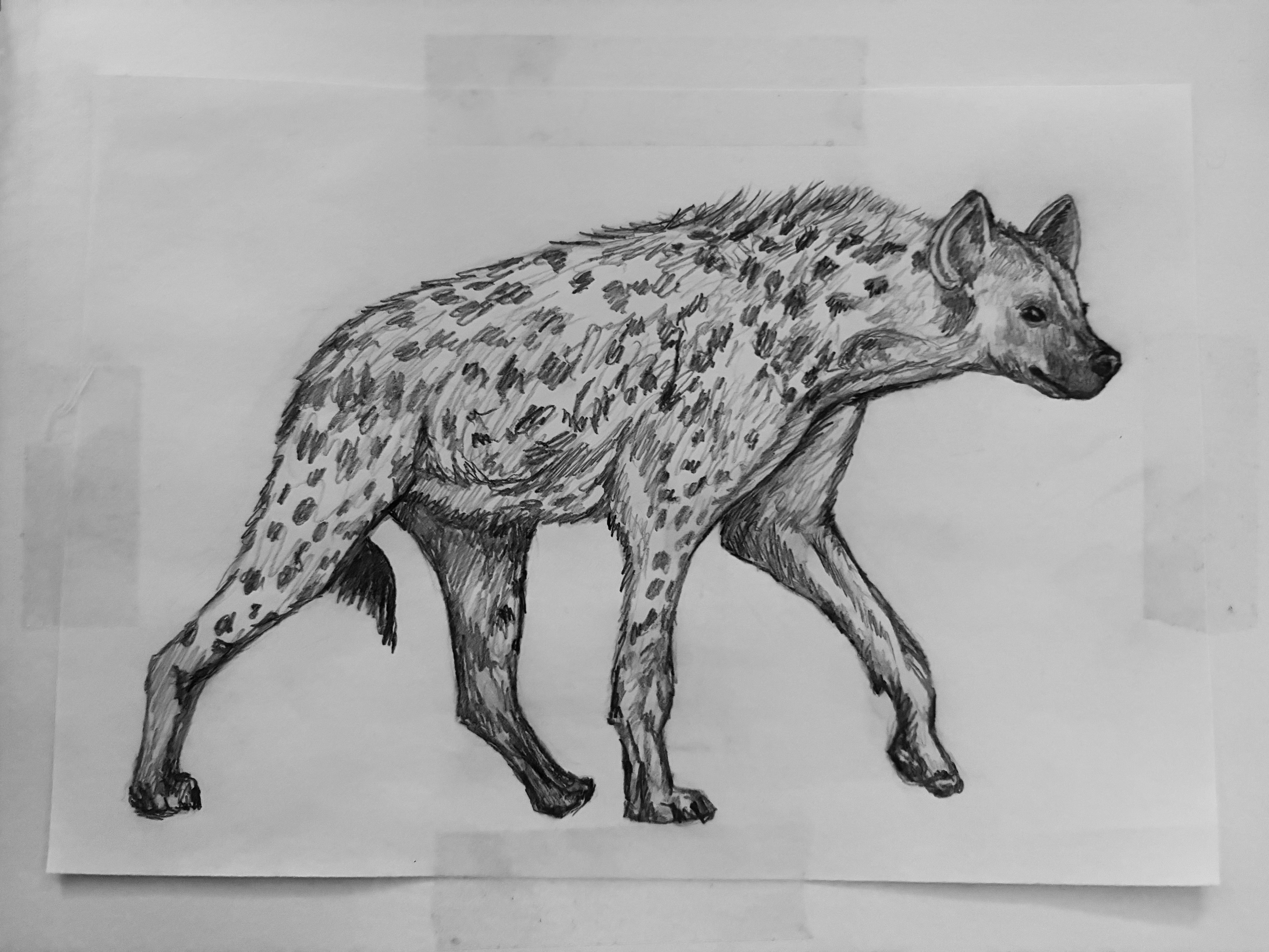 Graphite on paper.