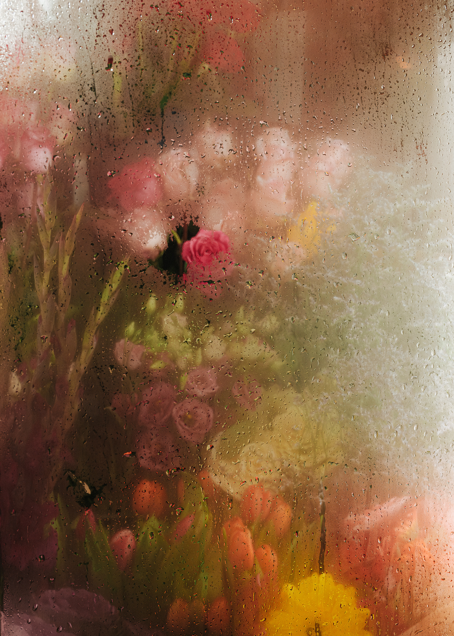 La rosée - ©C.Hudry