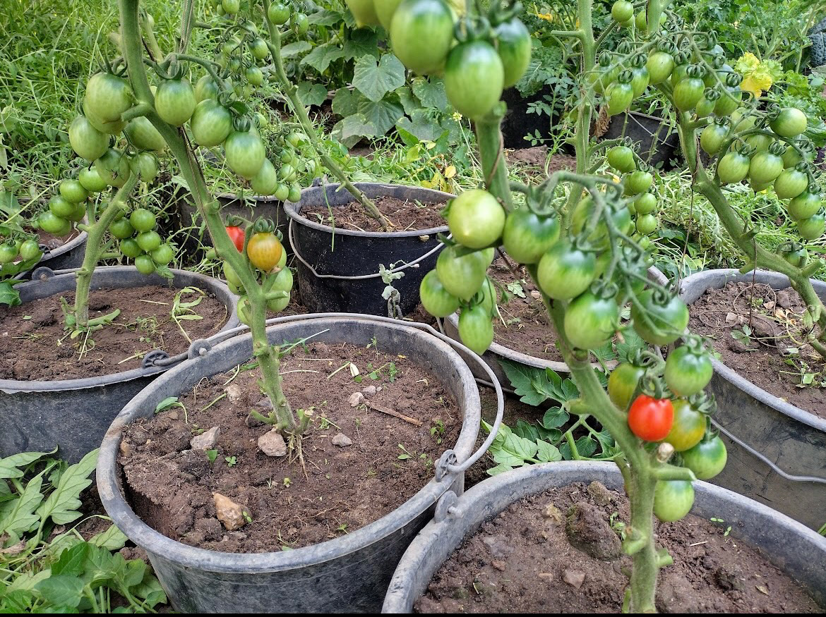 Tomaterne