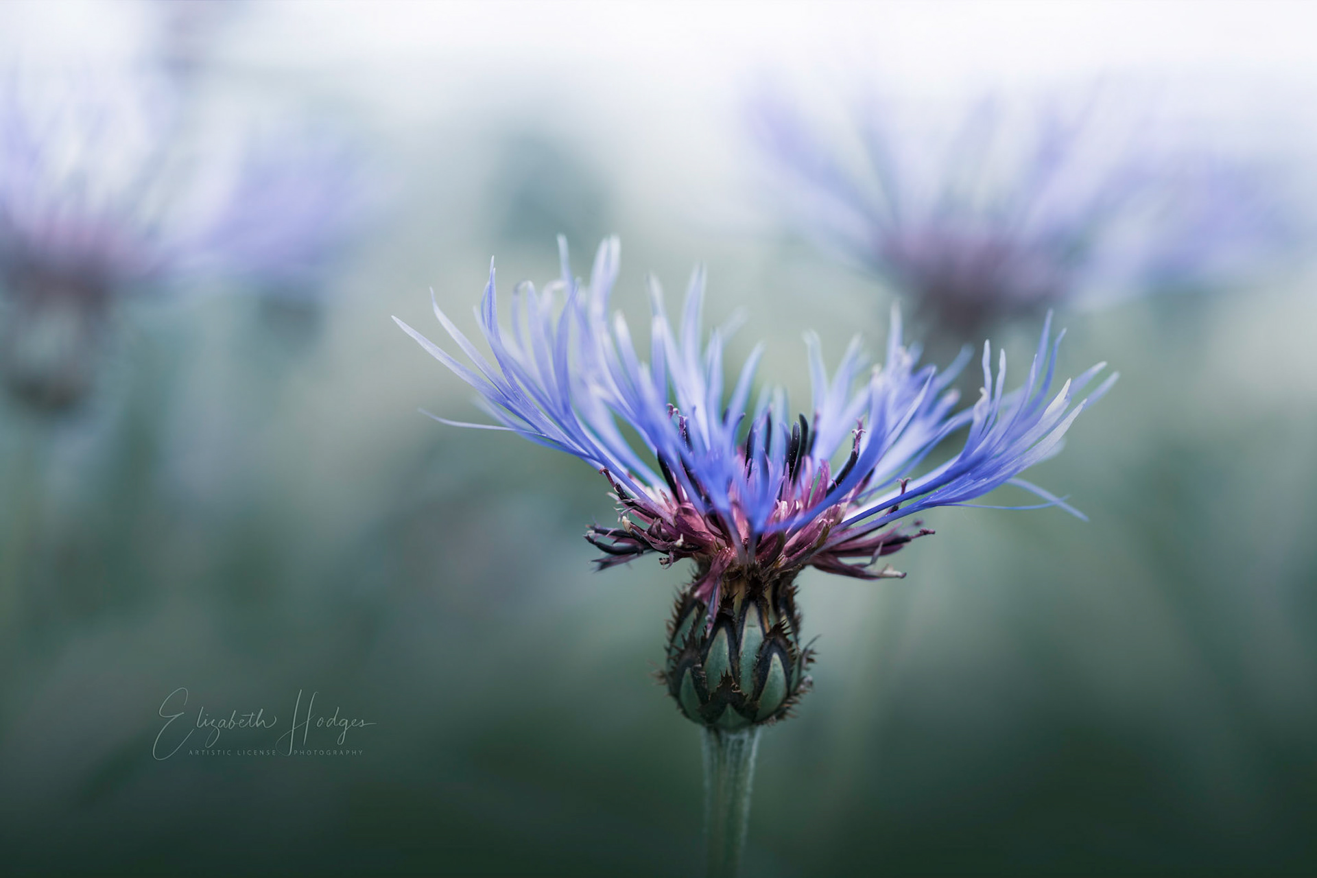 Cornflower