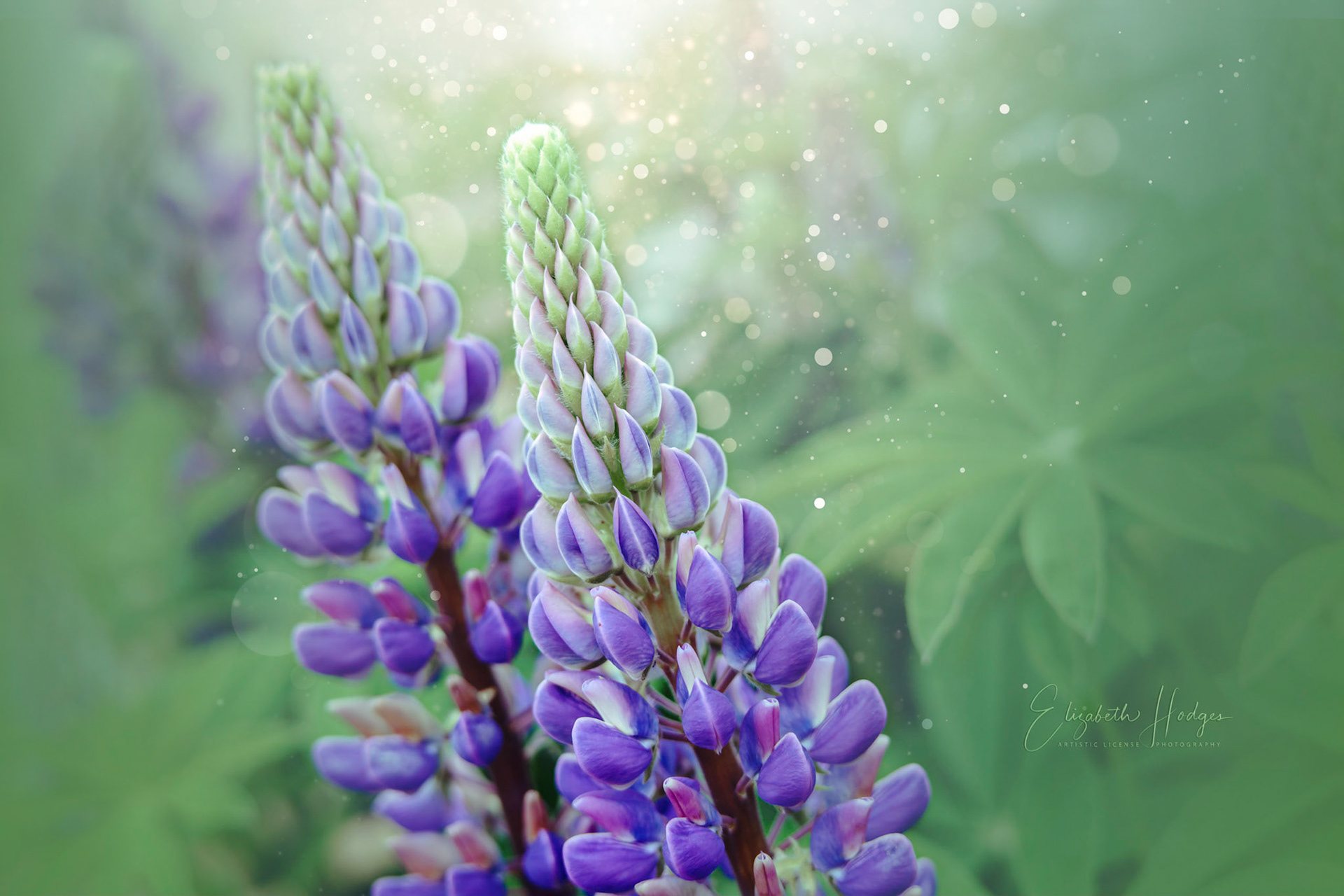 Lupines