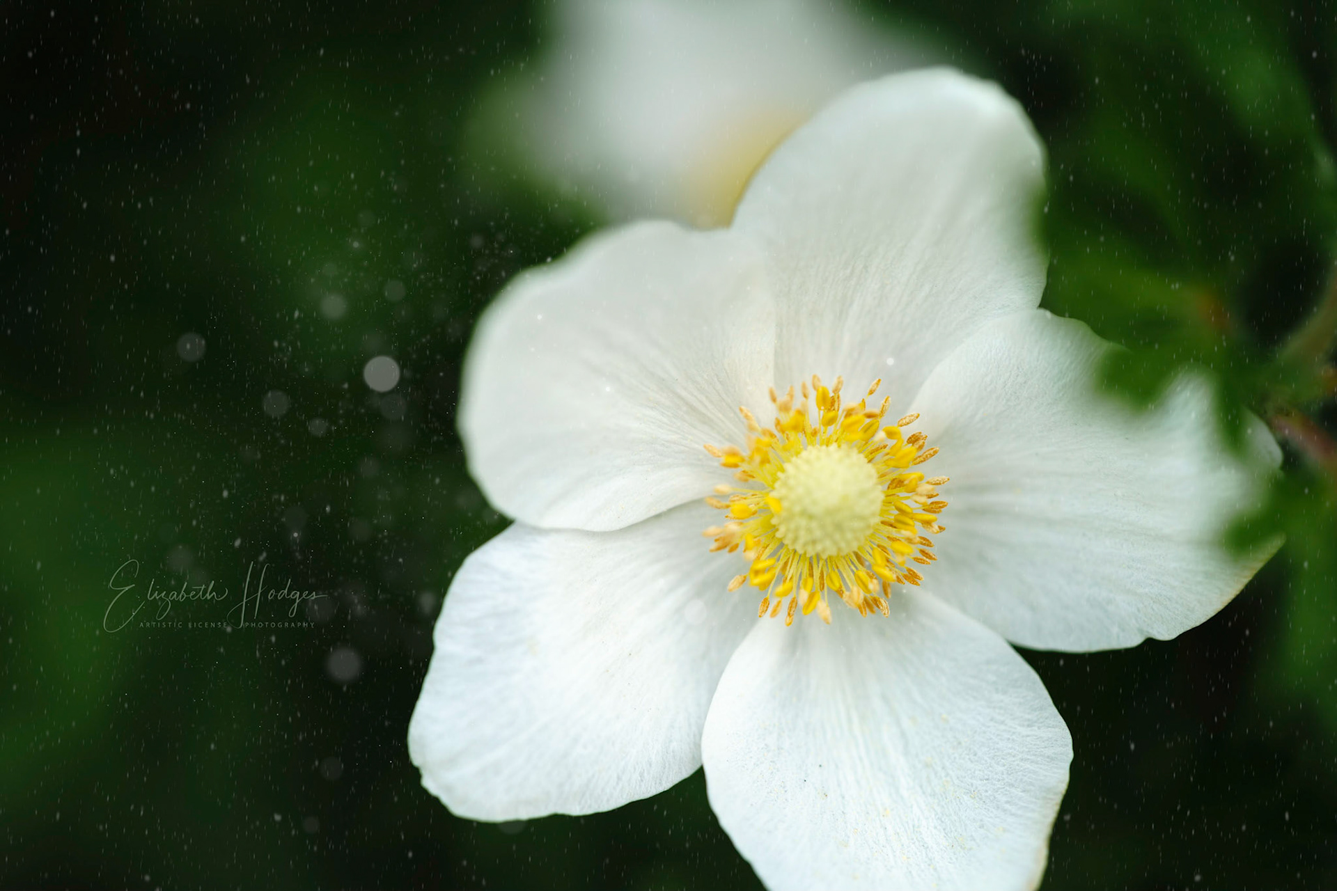 Anemone