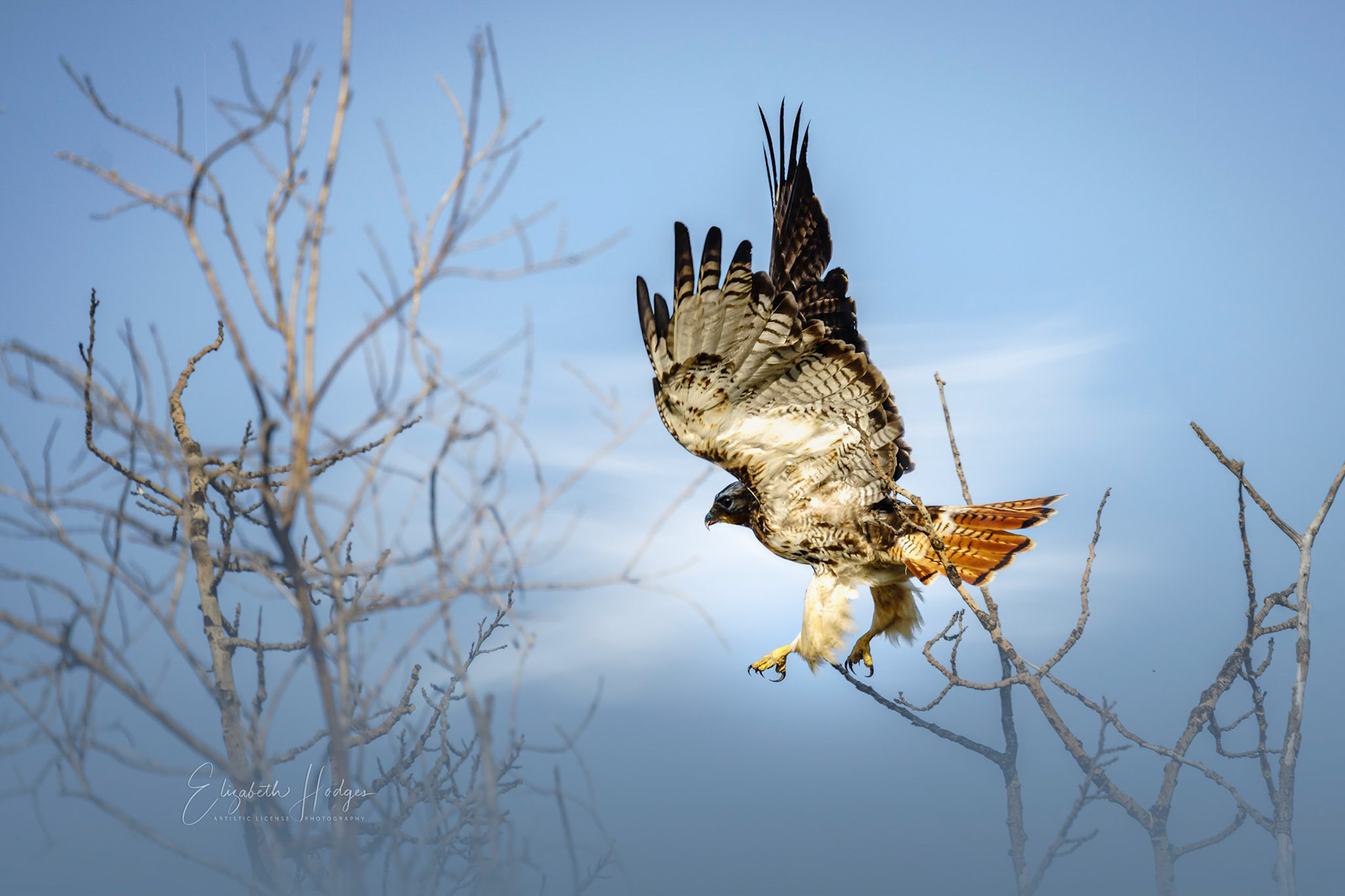 Red-tailed Hawk