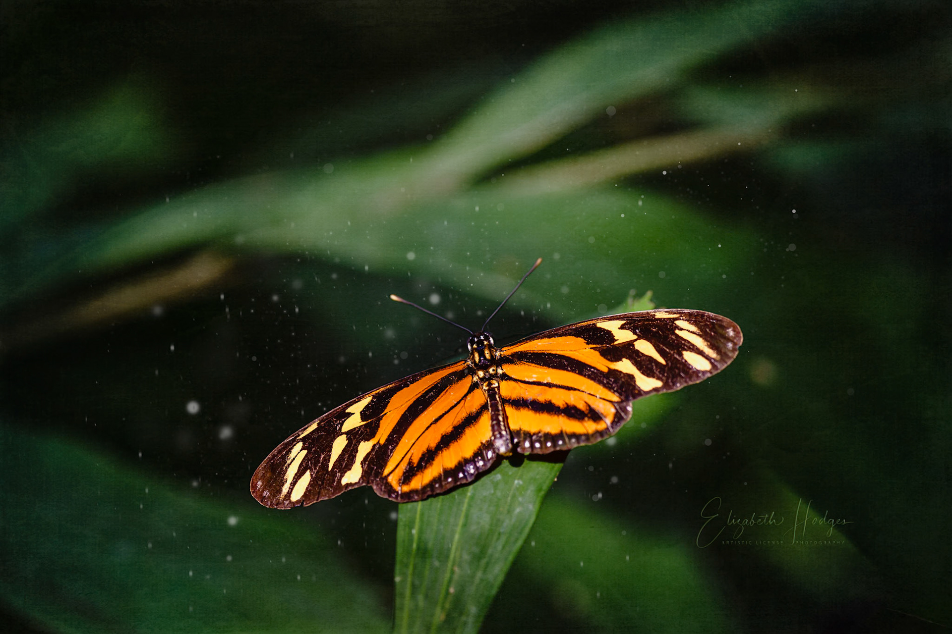 Tiger Longwing