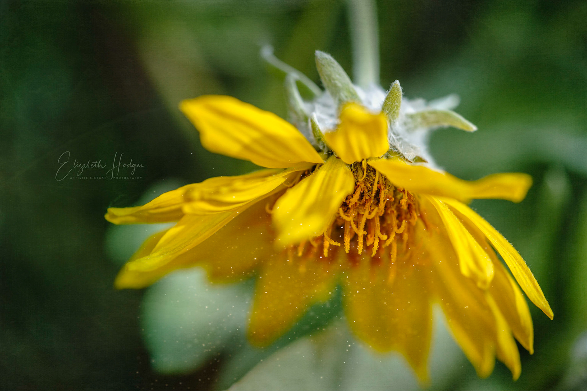 Okanagan Sunflower