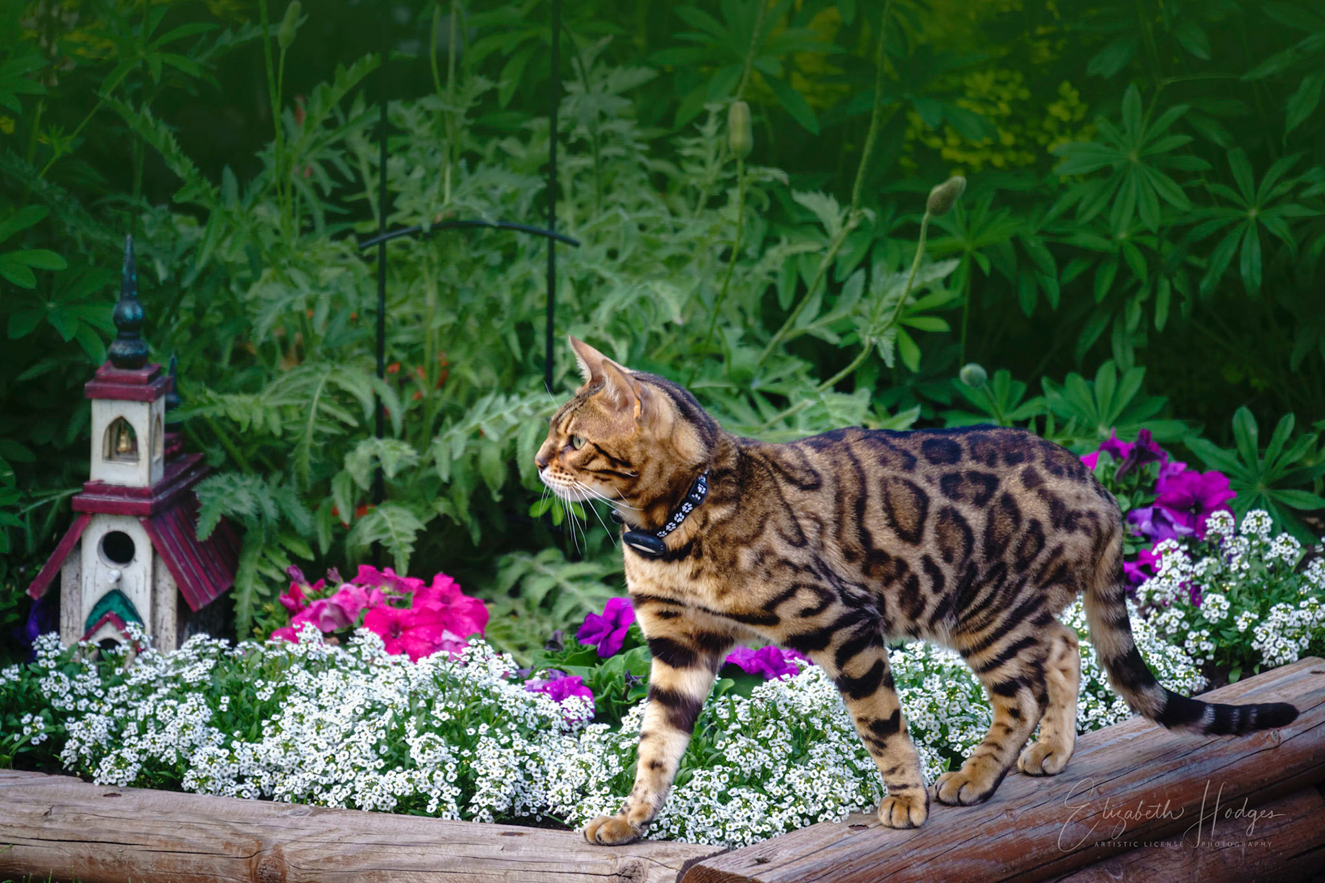 Lincoln, the Neighbour's Bengal Cat