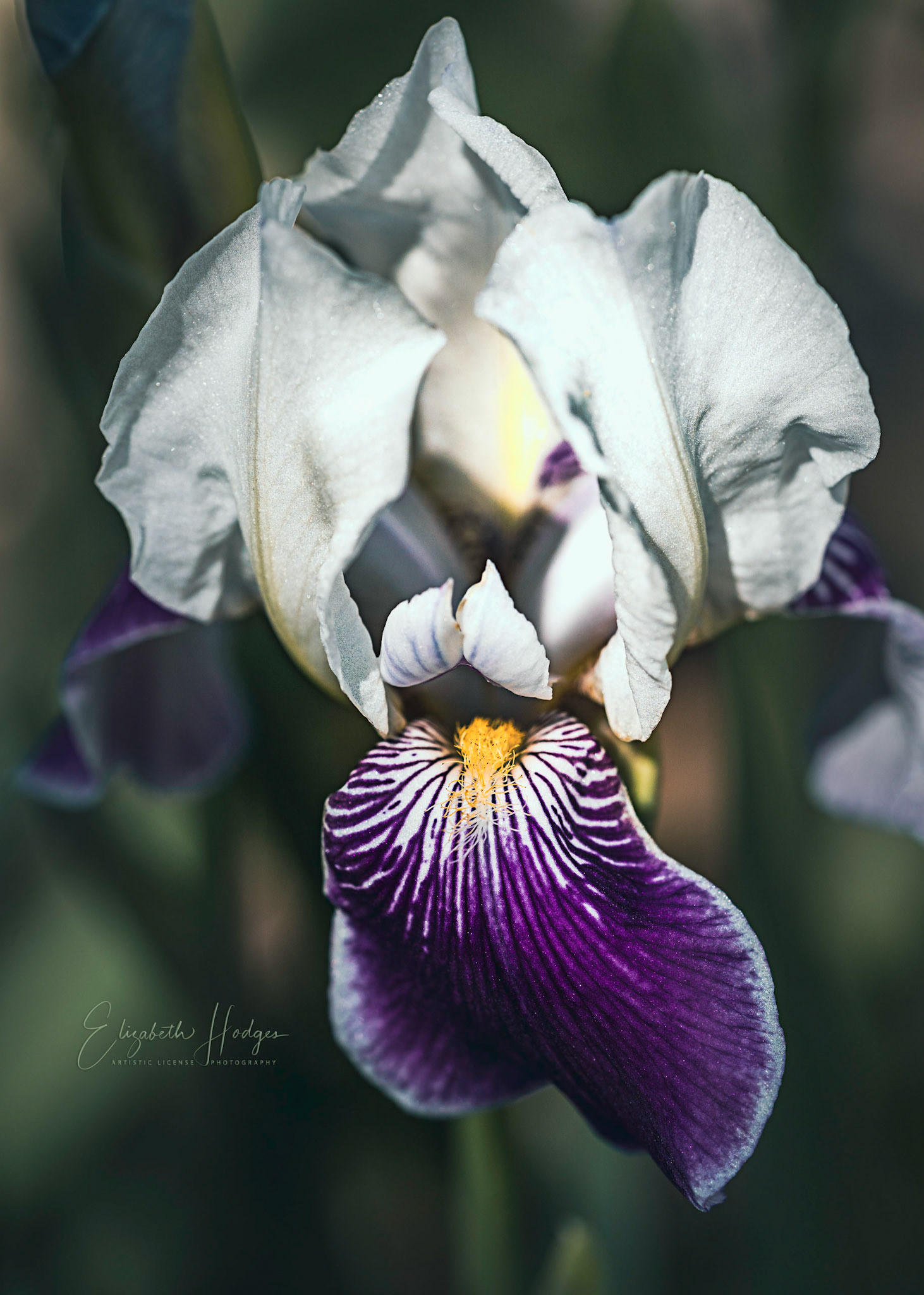 The standards and the falls - the sepals and the petals - of an iris. A twisted tale in the world of flowers.
