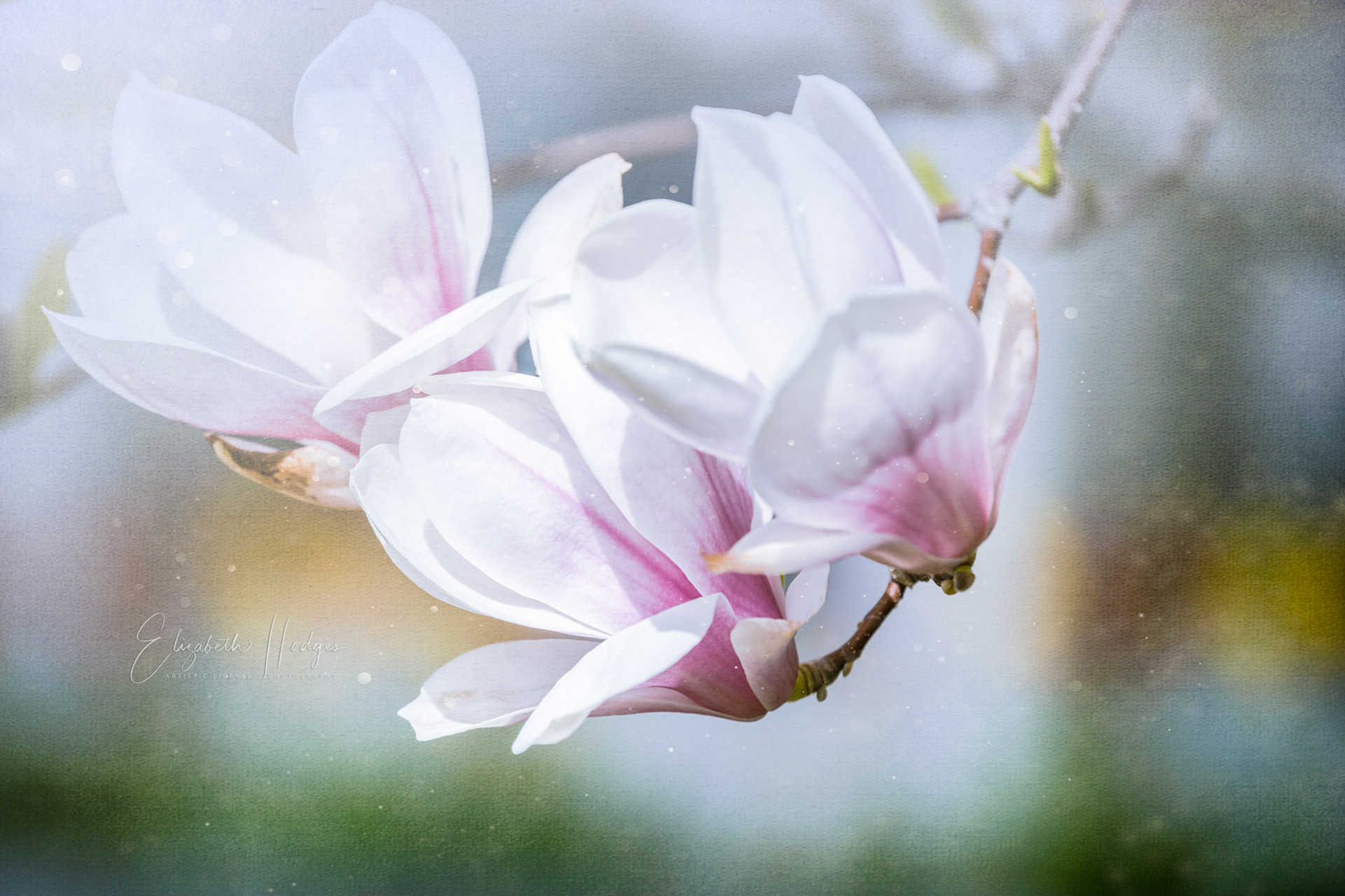 Magnolia