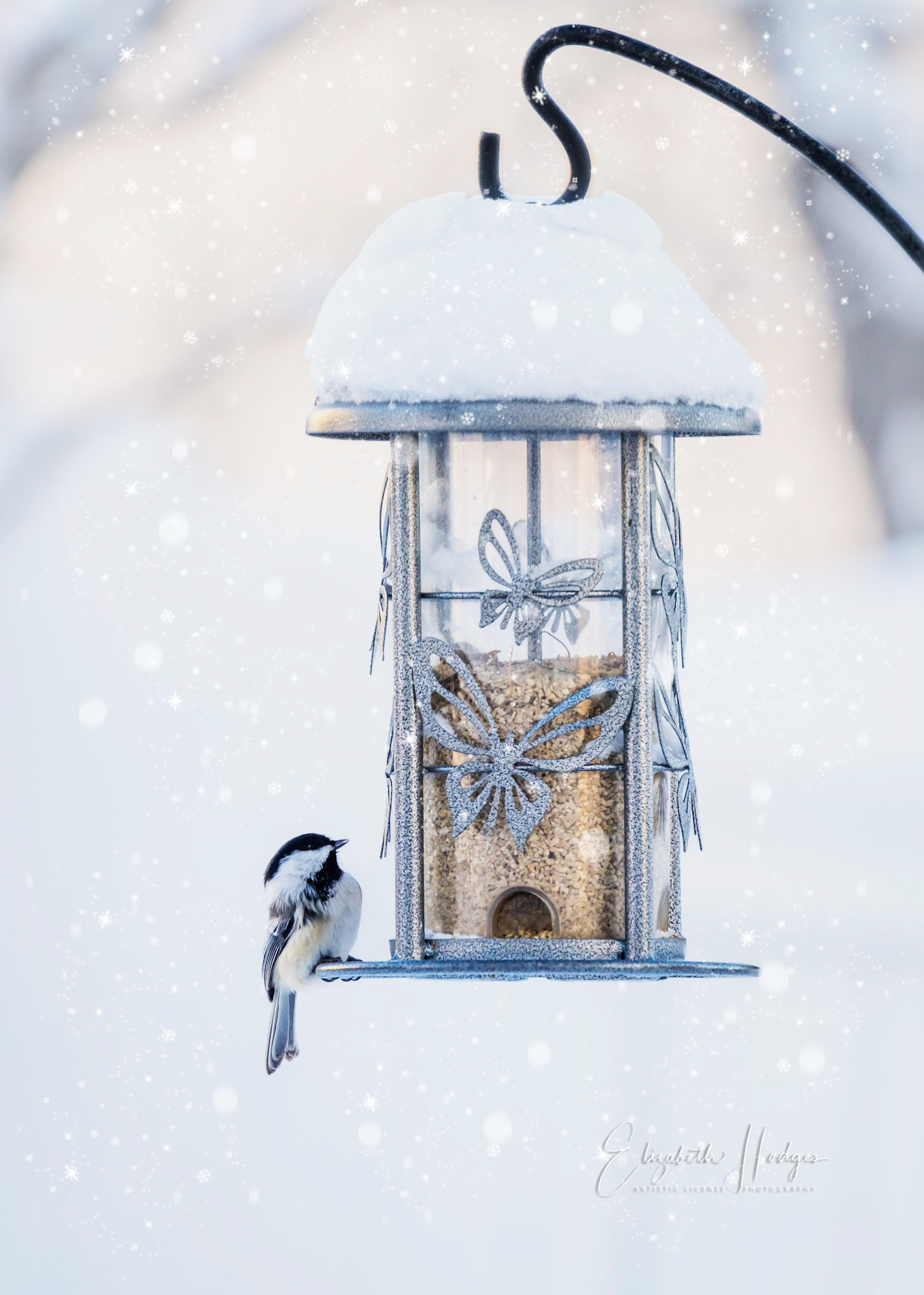 Black-capped Chickadee