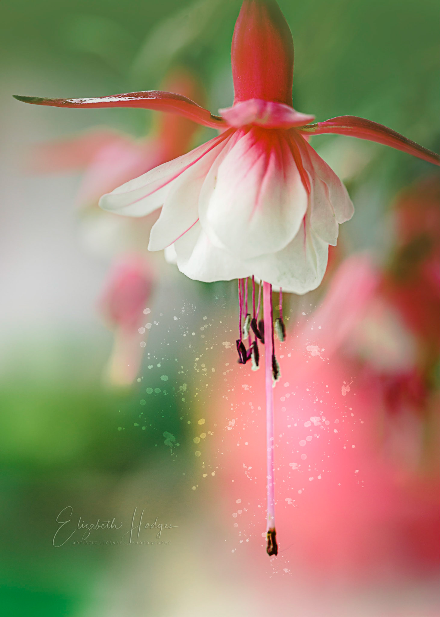 My Mom used to grow fuchsias as house plants and once in a while, when I was little she would let me squeeze the buds to hear them pop and reveal the frilly interior petals.