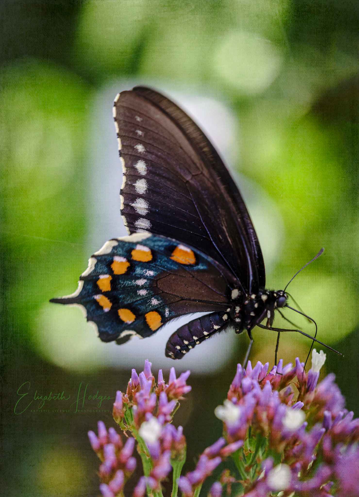 Black Swallowtail