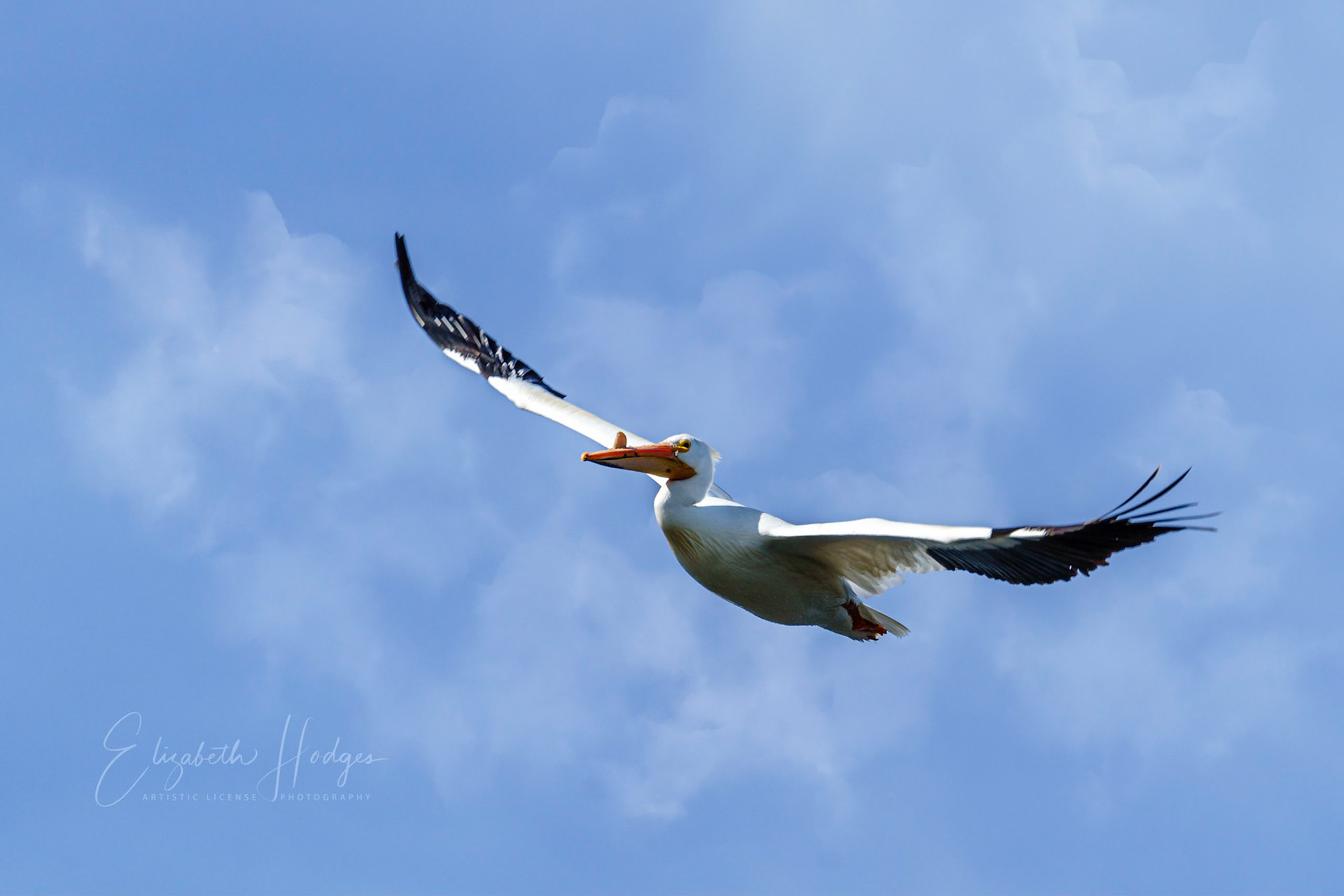 Pelican - Soaring Amoung the Clouds