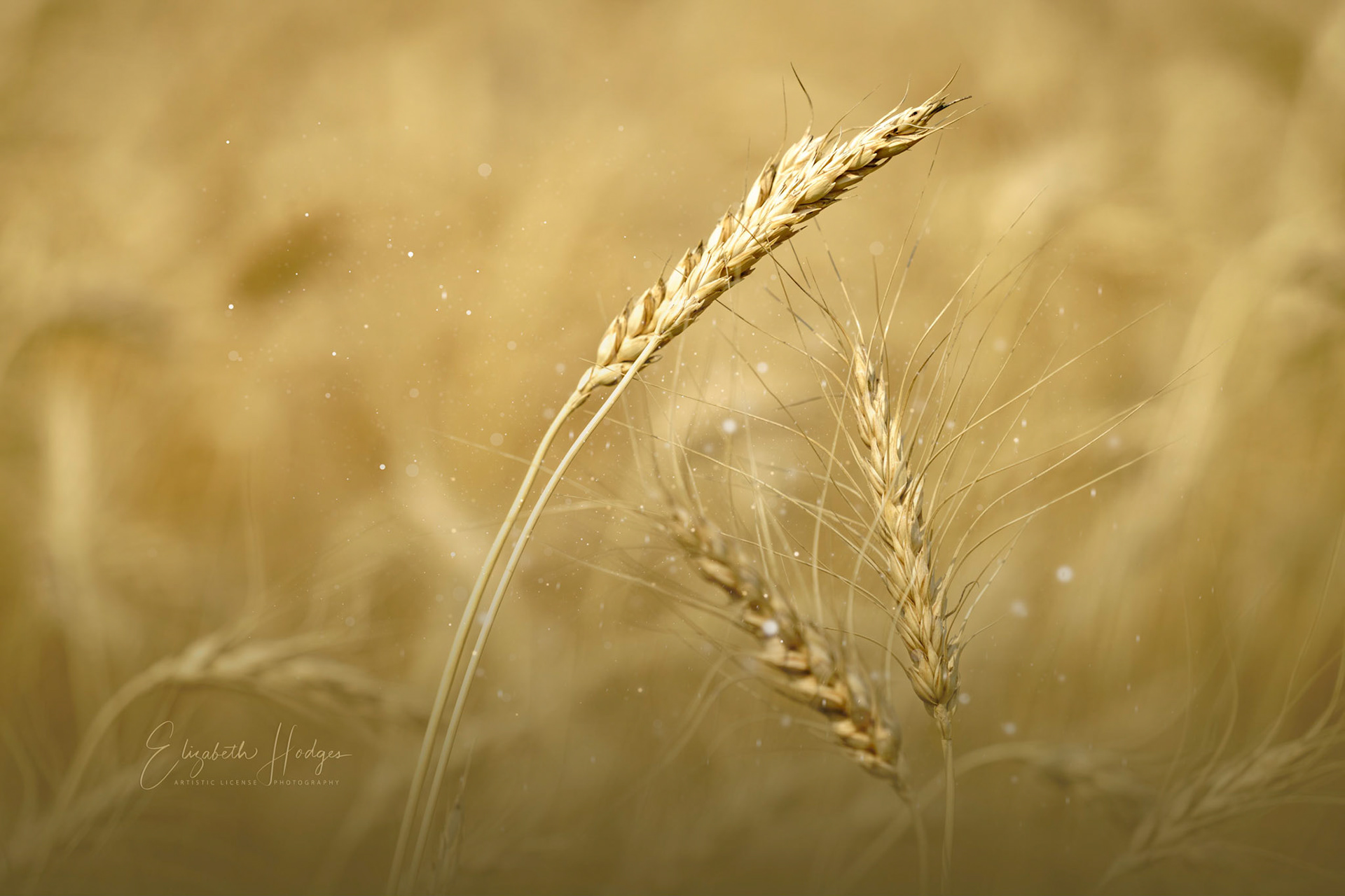 Golden Grain