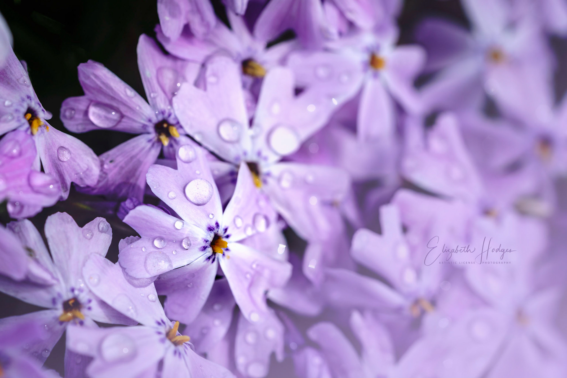 Creeping Phlox