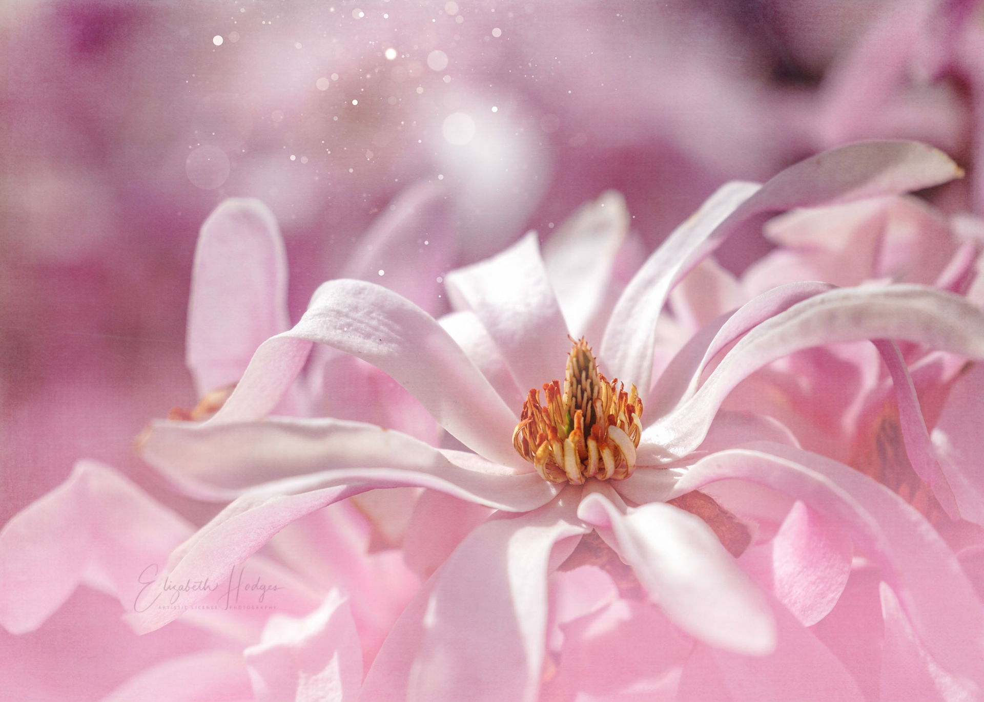 Magnolia