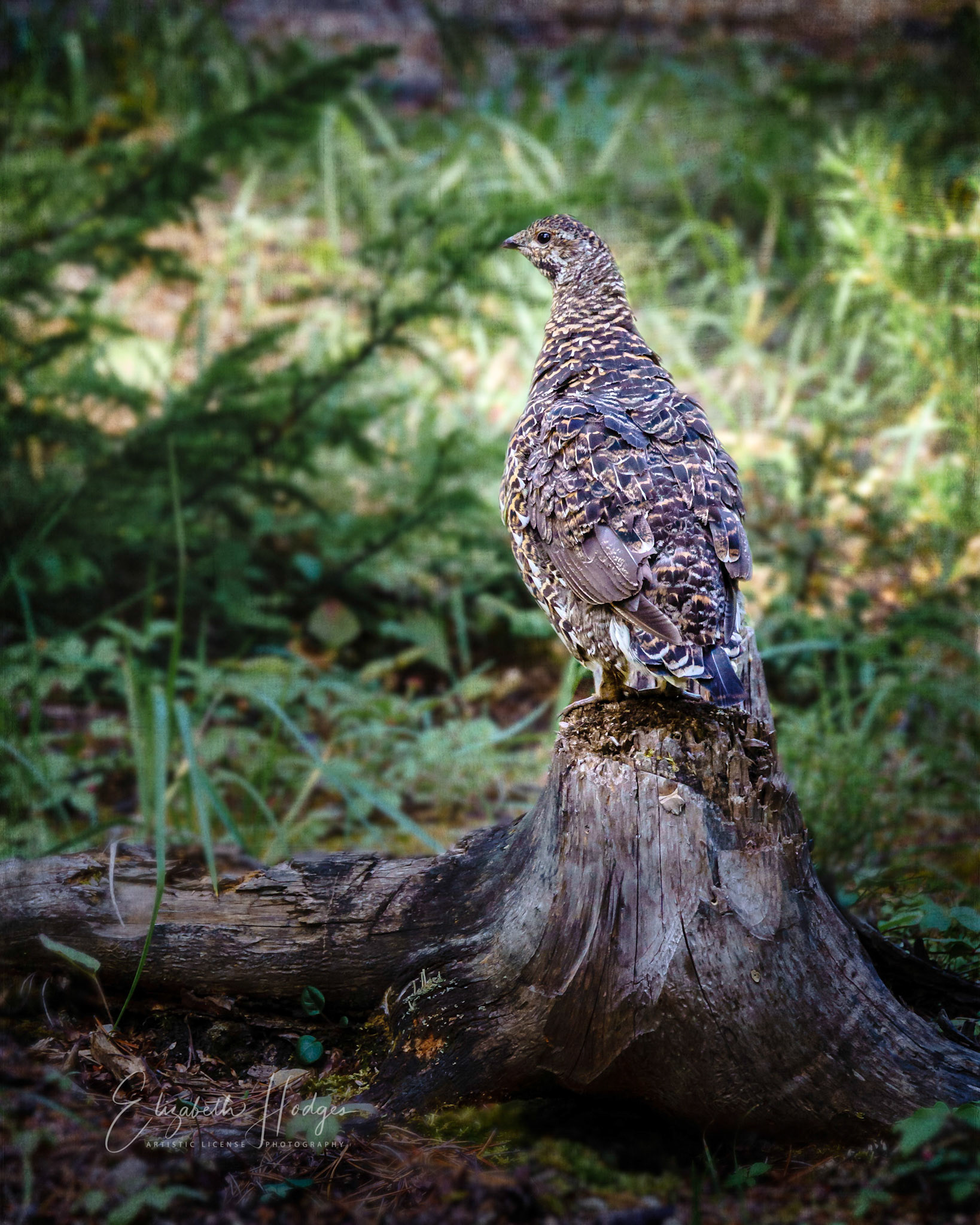 Grouse