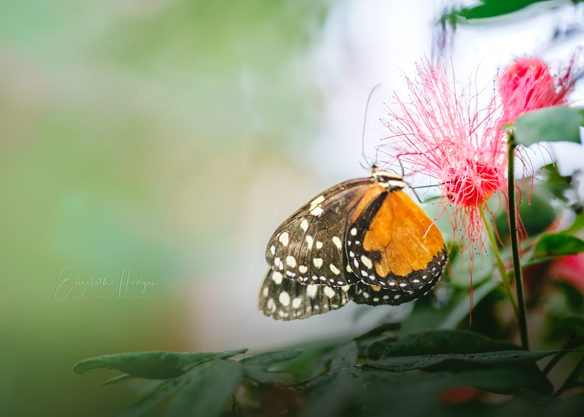 Spotted Tiger Glassywing