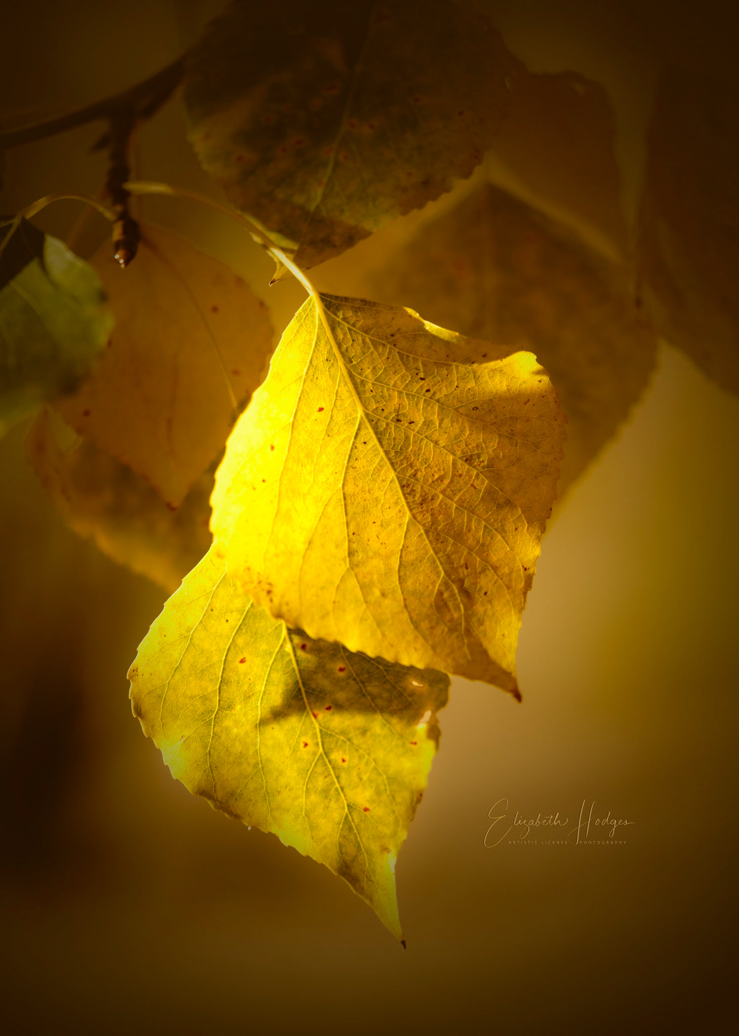 Autumn Leaves