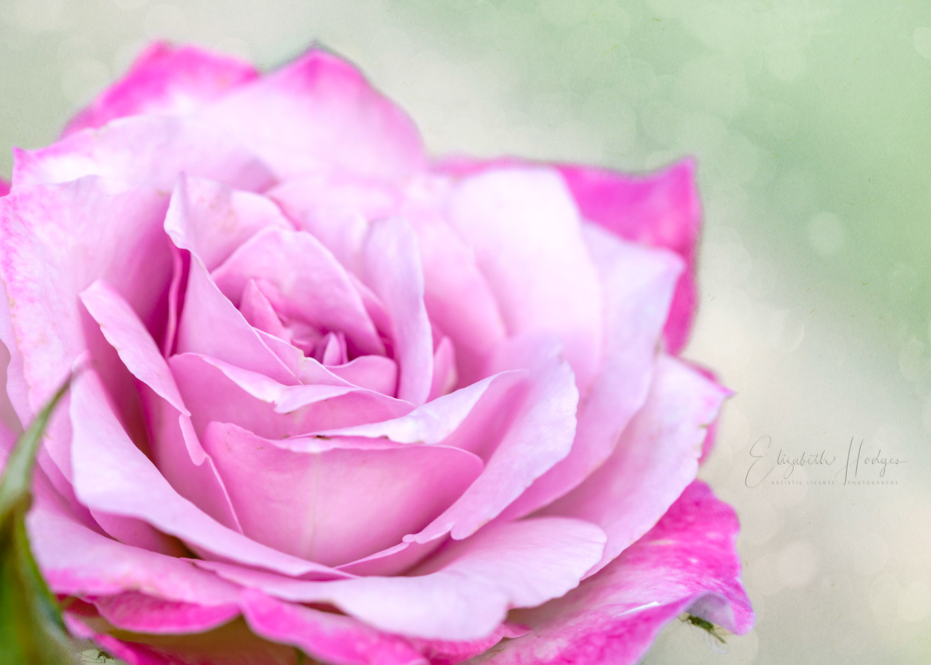 Pink Rose