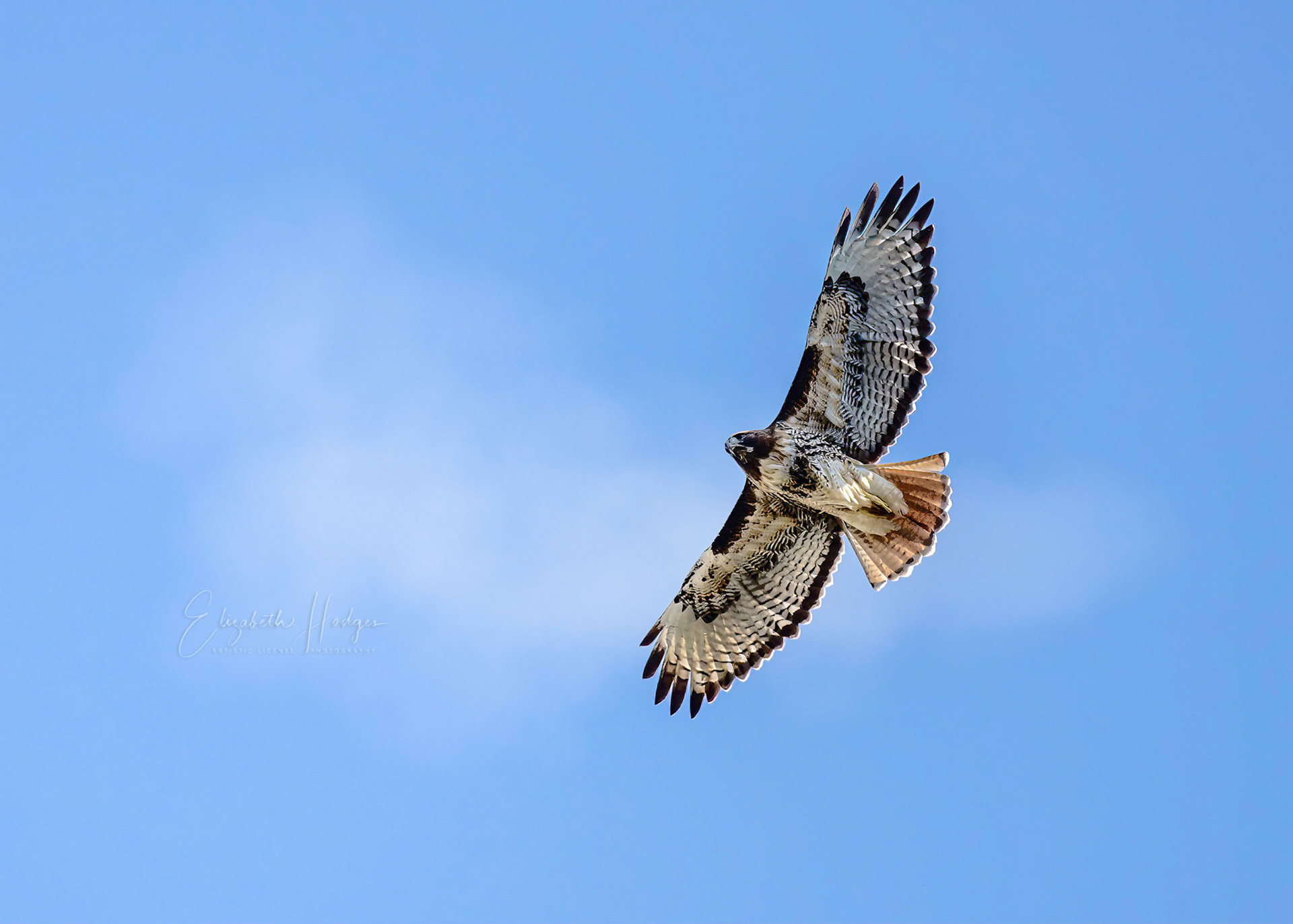 Red-tailed hawk