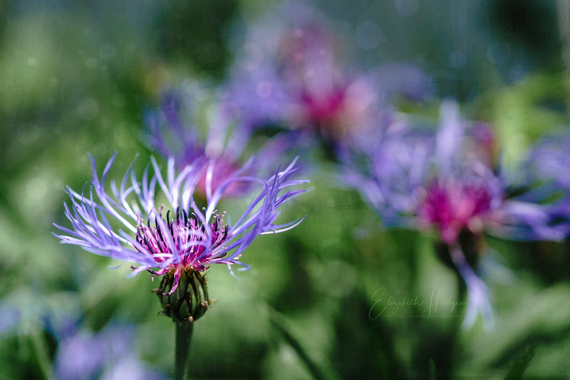 Corn Flower Blues