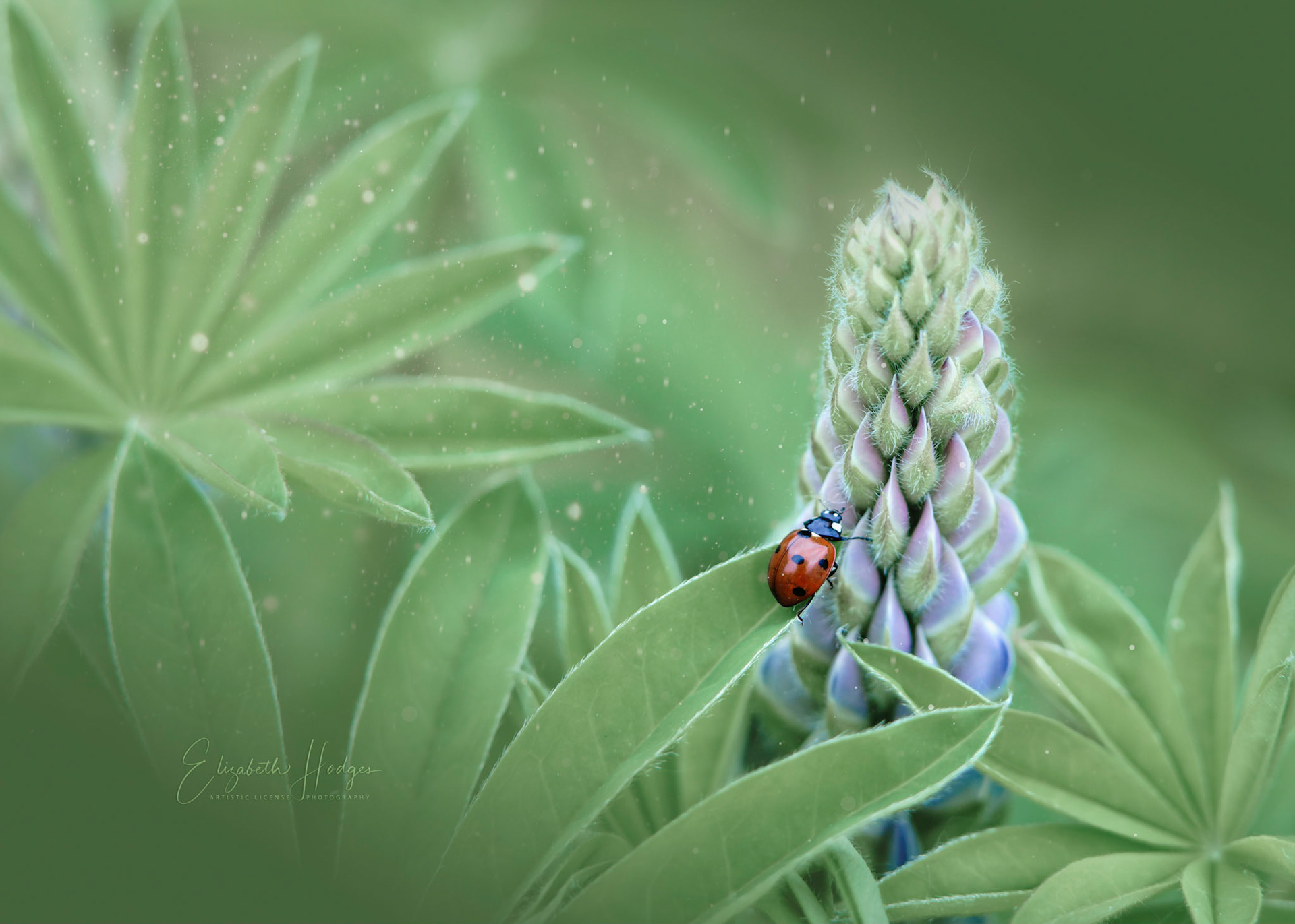 Lupines