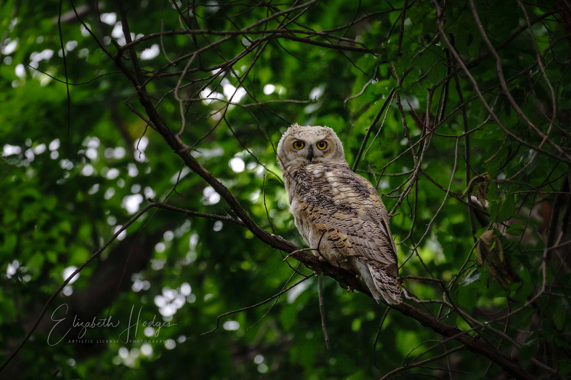Owl