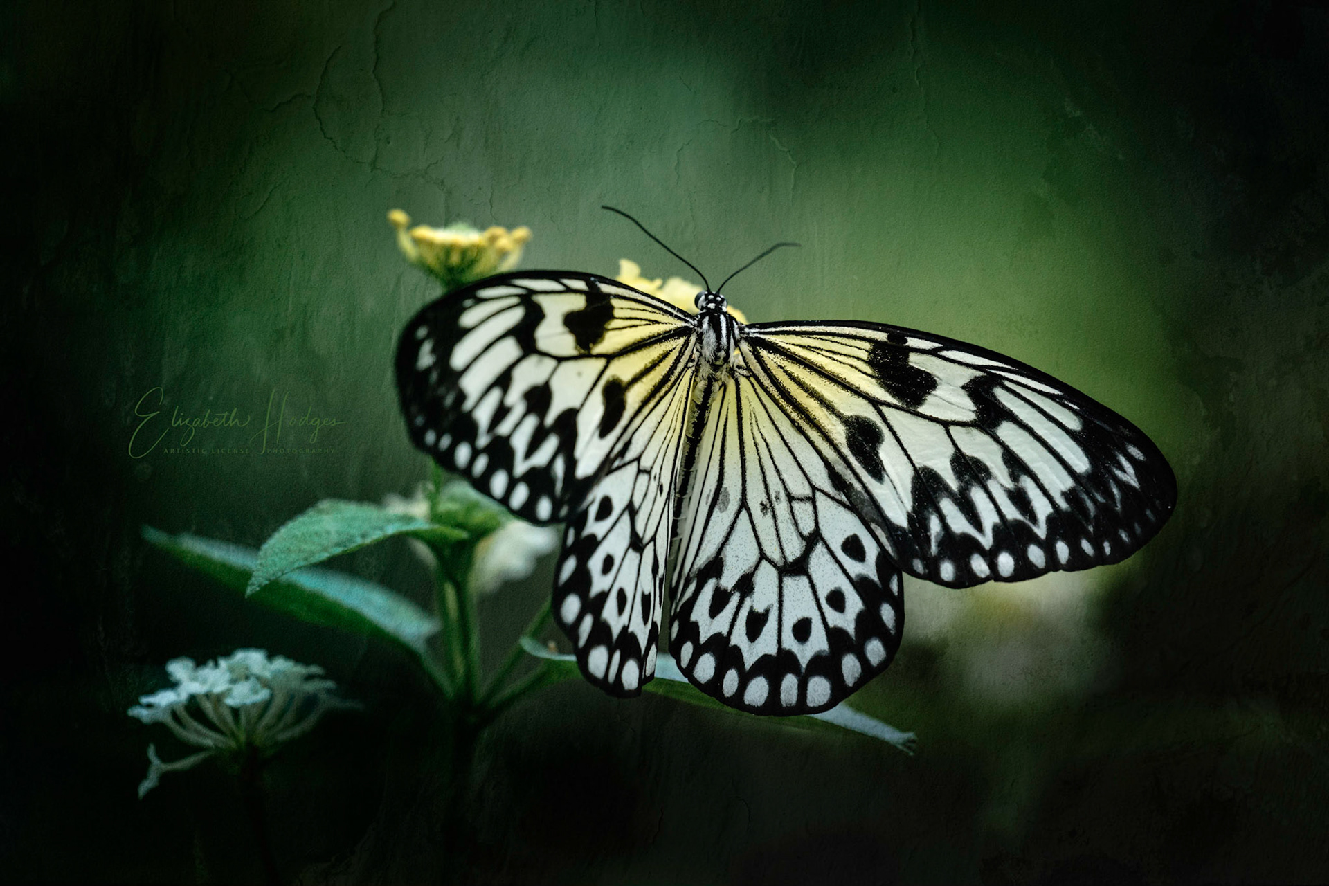 Beautiful contrasts in this butterfly's wings.