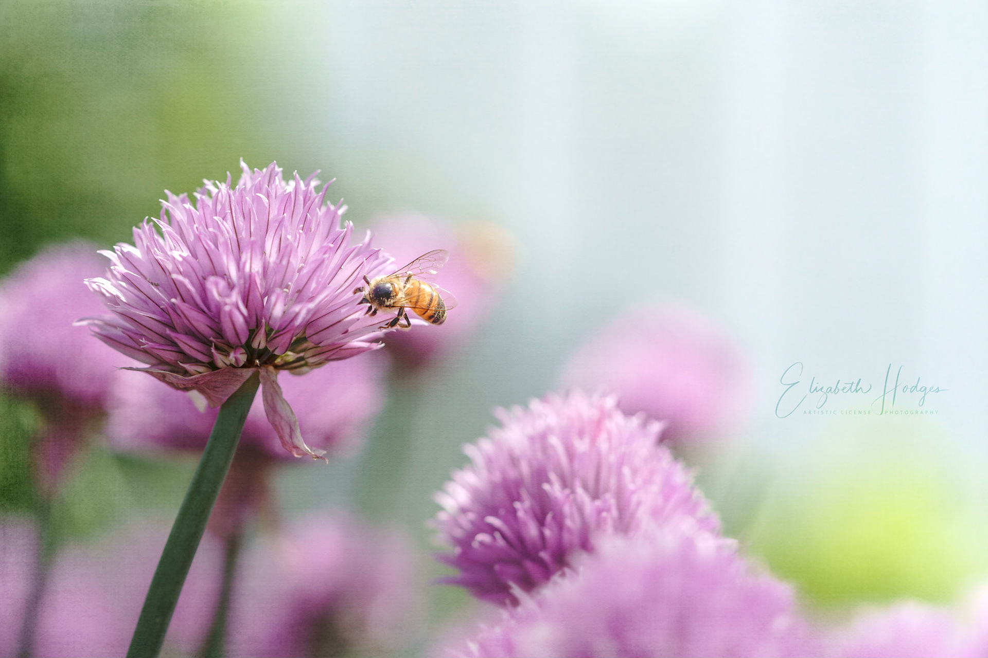 Chives