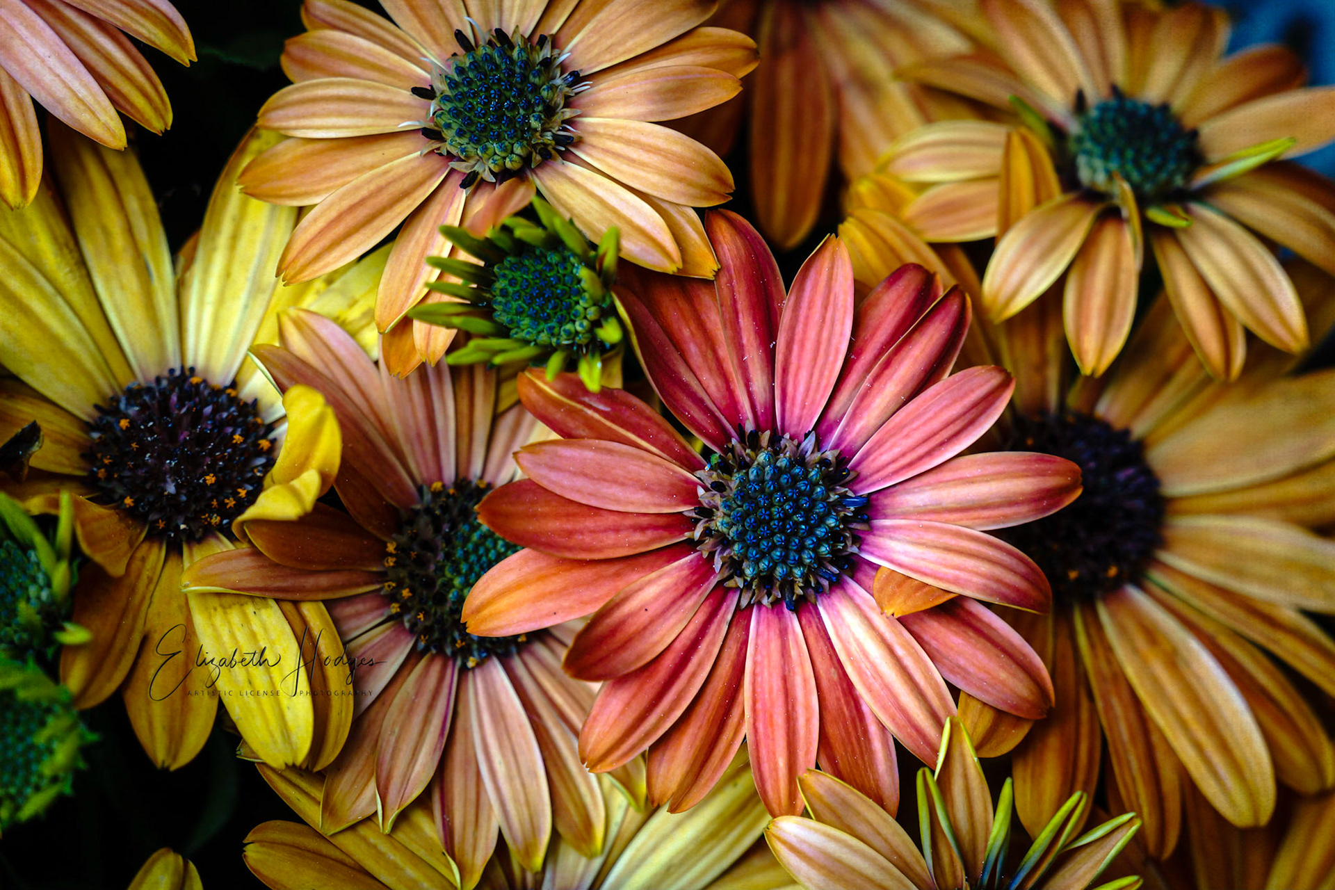 Daisy Overload