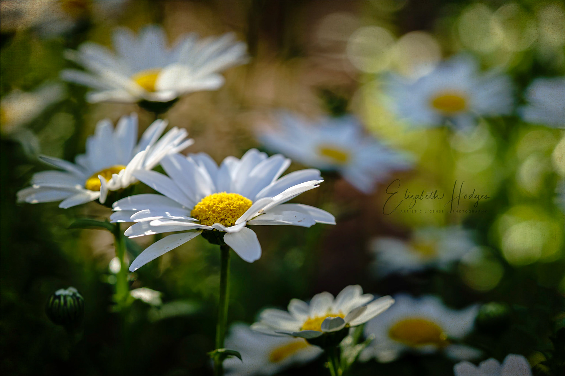 Daisies