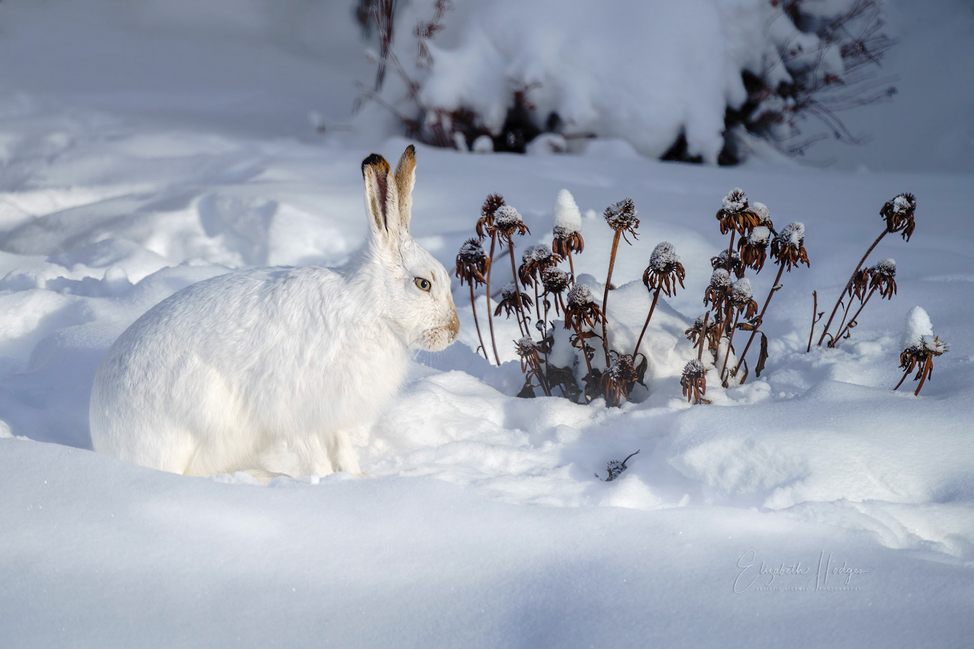 White-tailed Jackrabbit