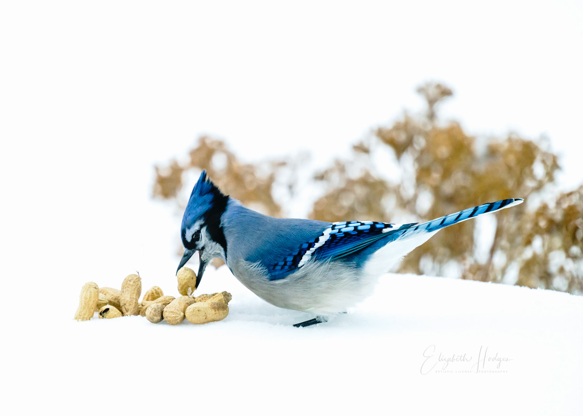 Bluejay weighing his options.