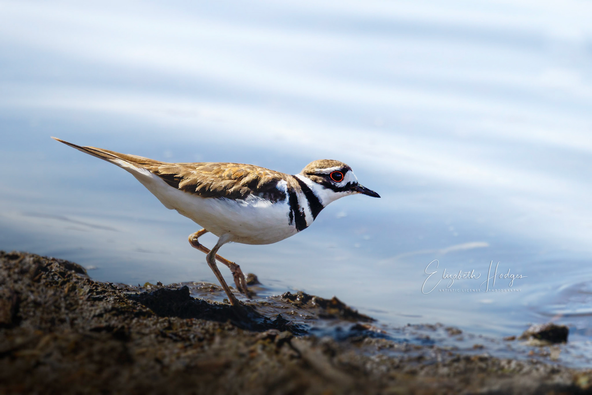 Killdeer