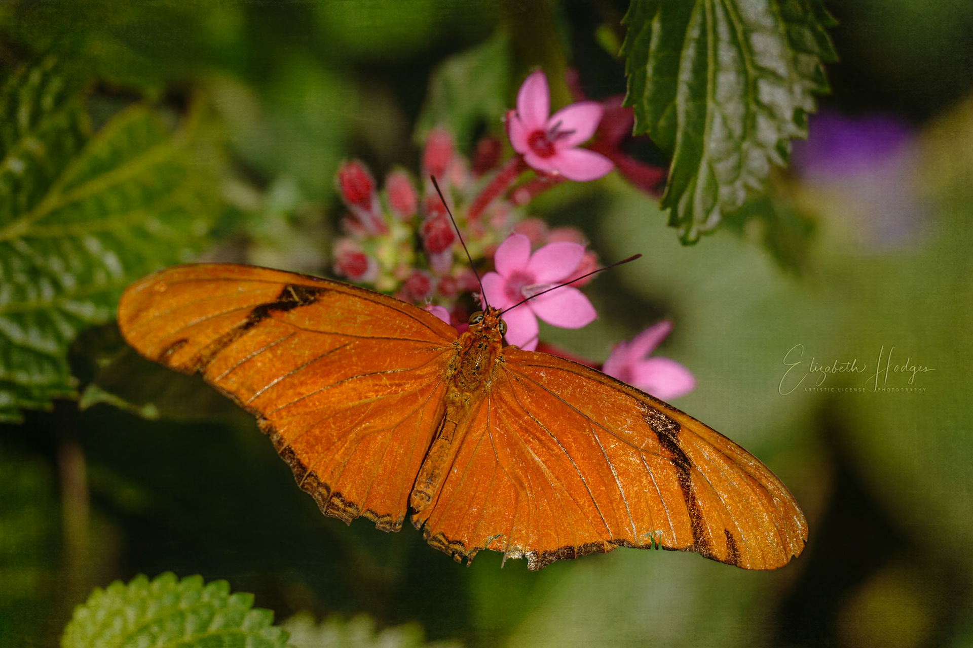 Julia Longwing