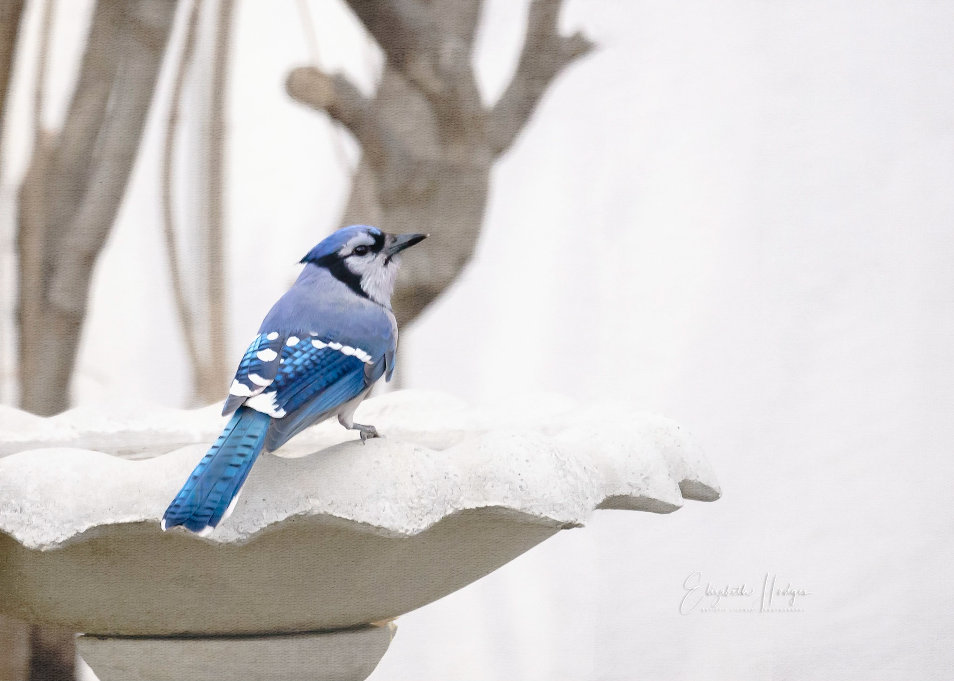 Bluejay
