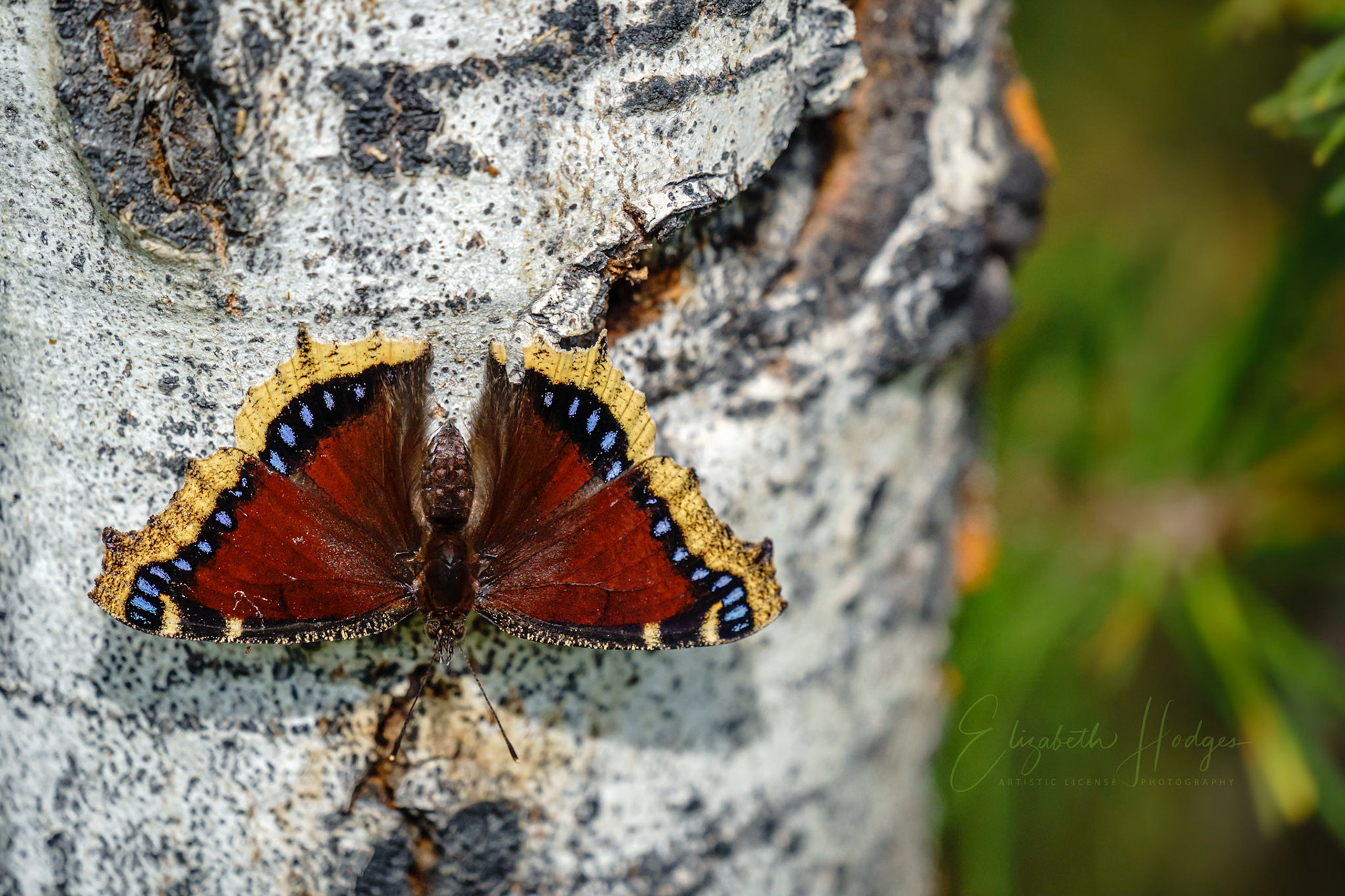 Mourning Cloak