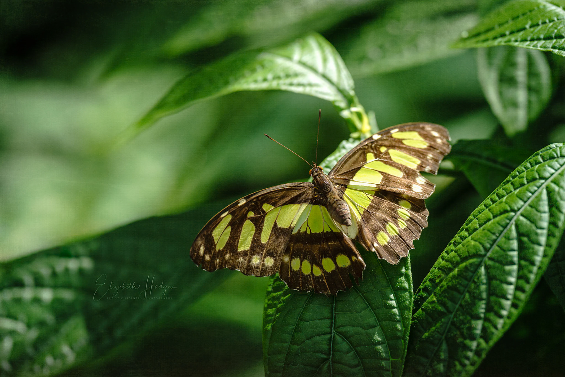 Malachite