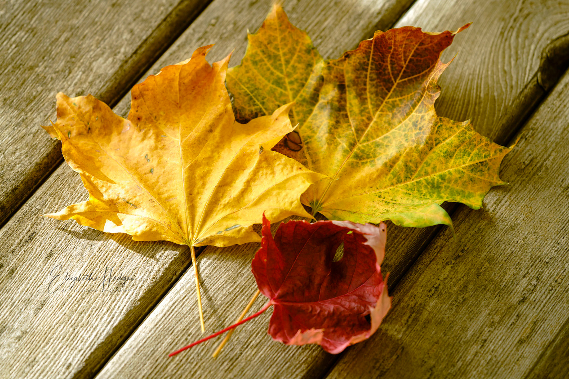 Autumn Leaves