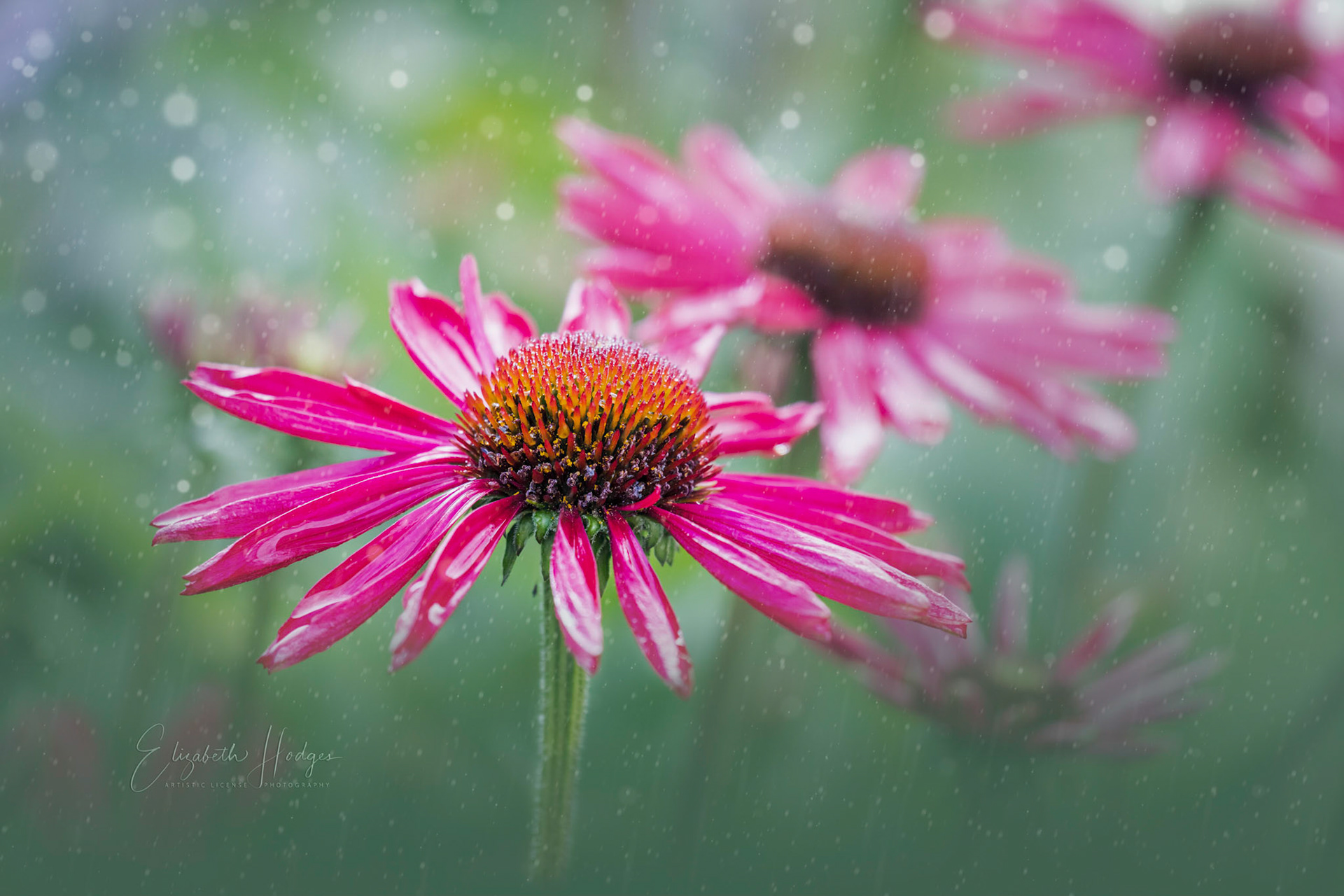 Cone Flower
