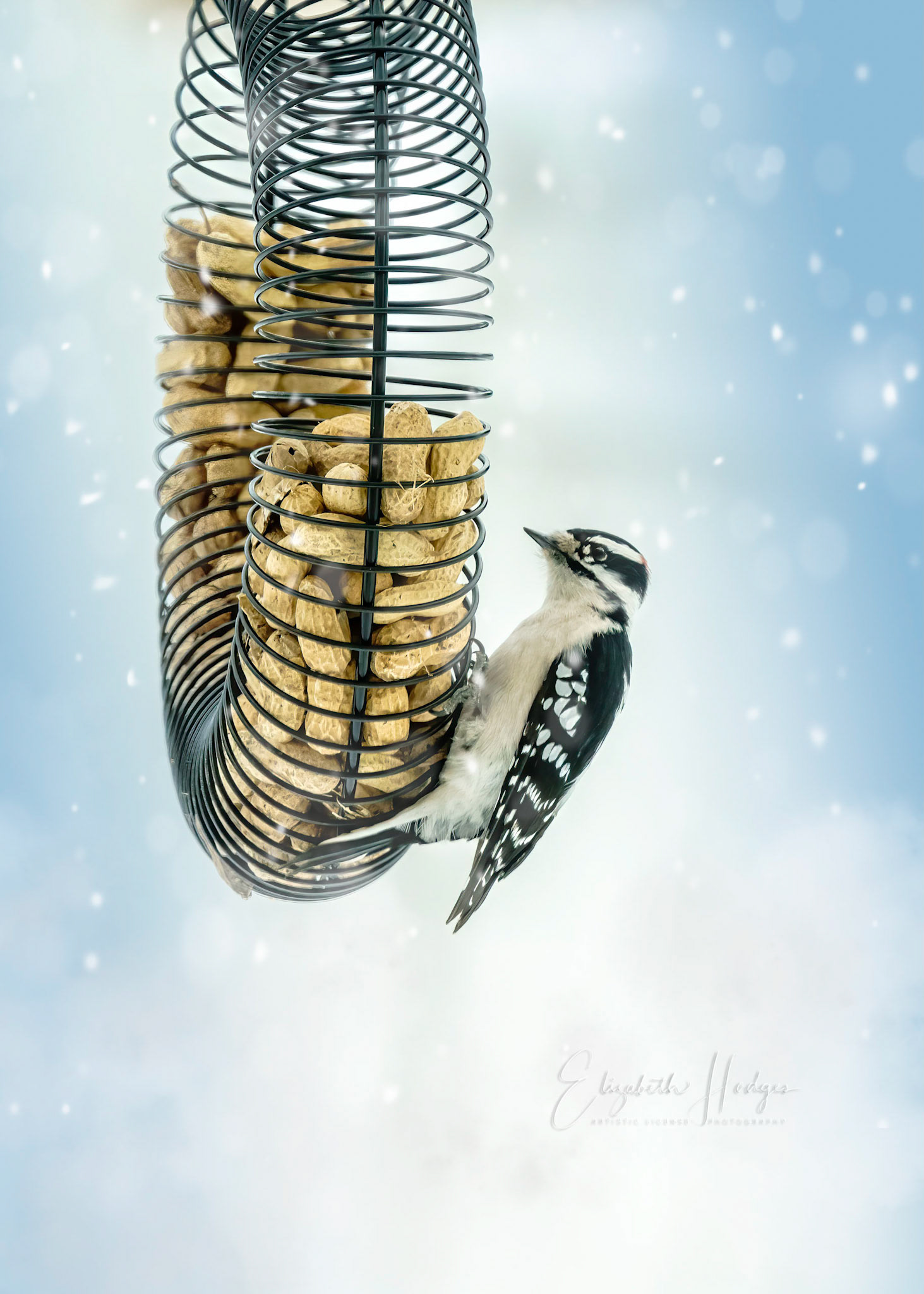 Downy Woodpecker
