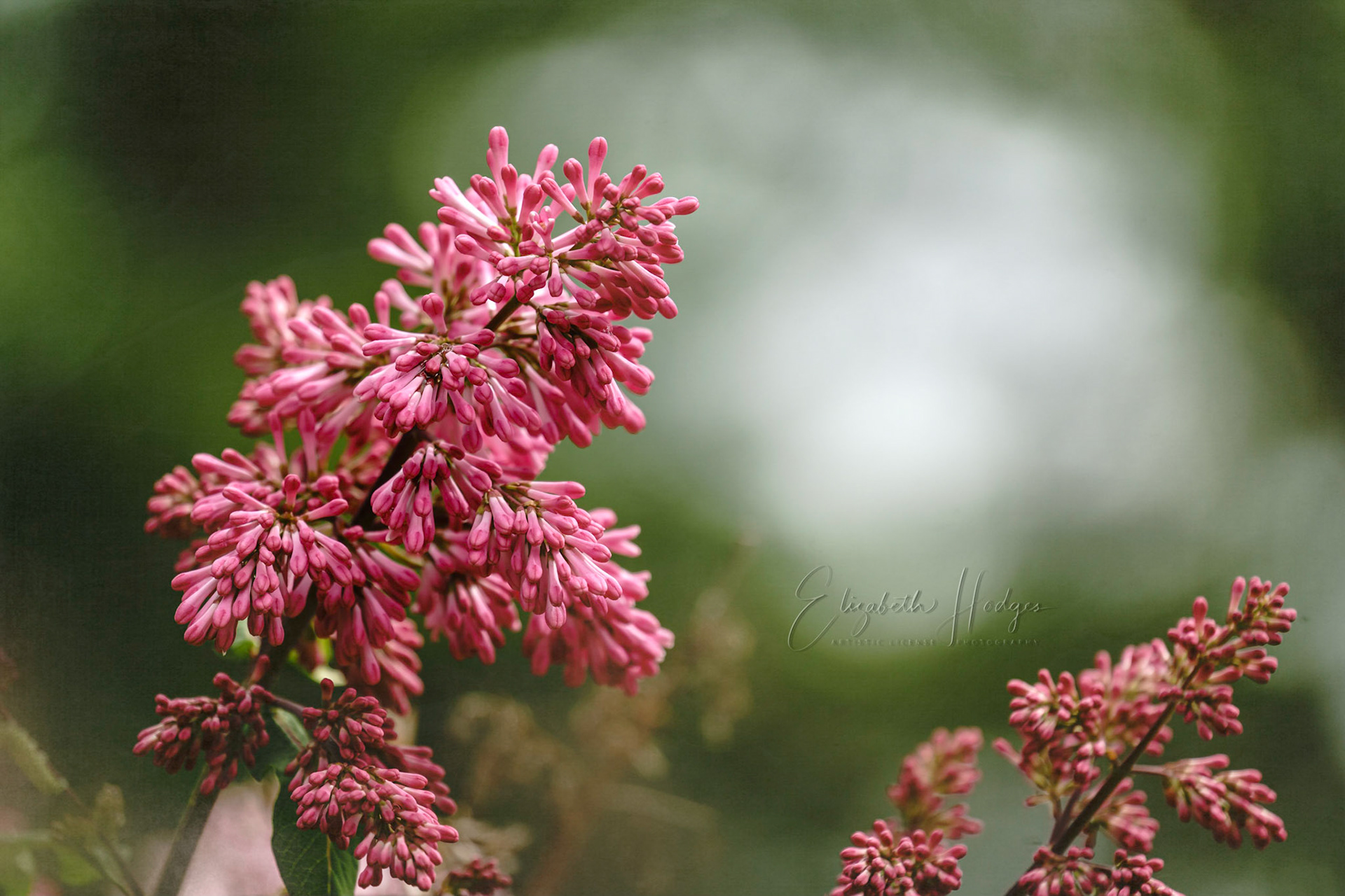 Pink Lilac