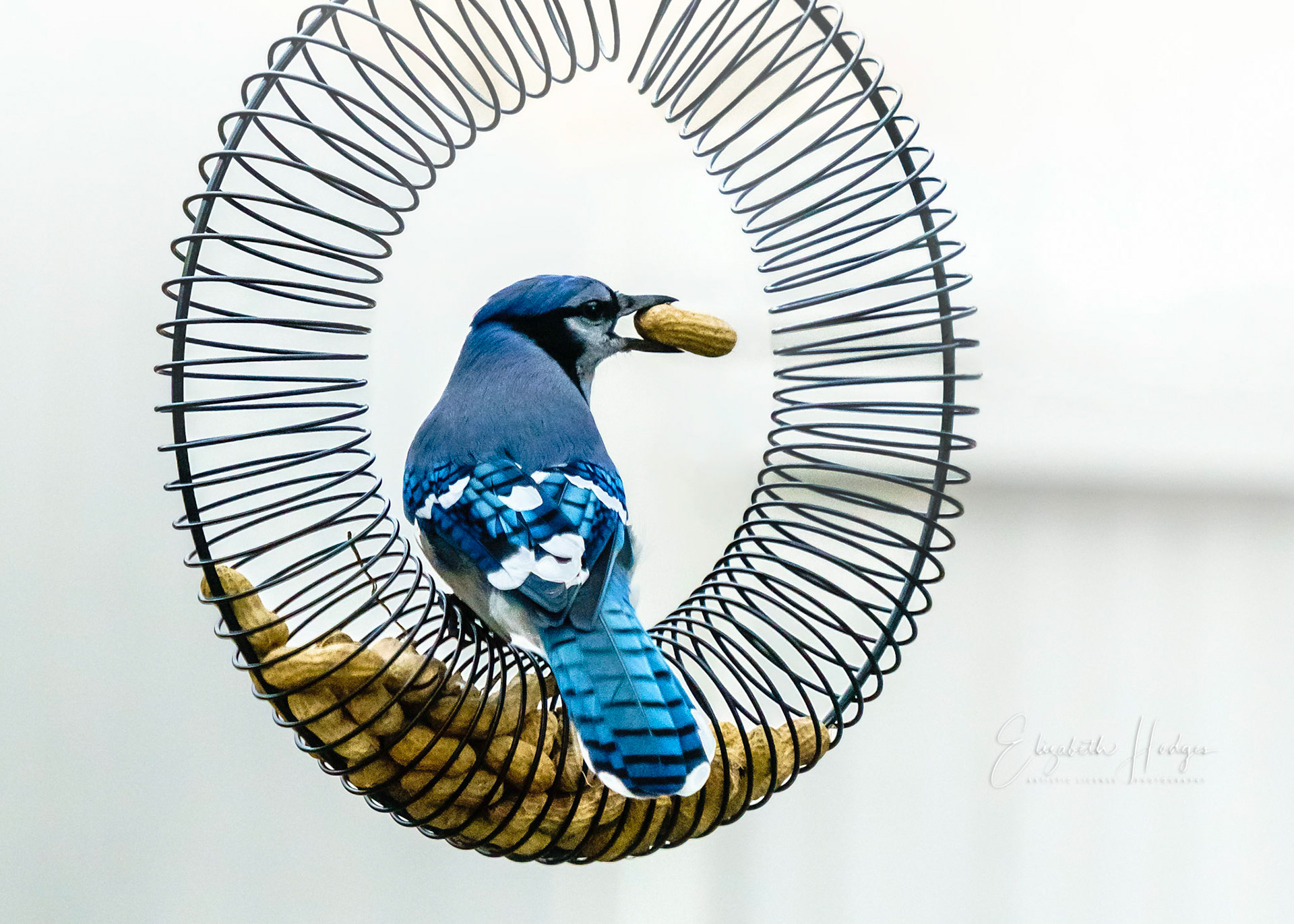 Bluejay