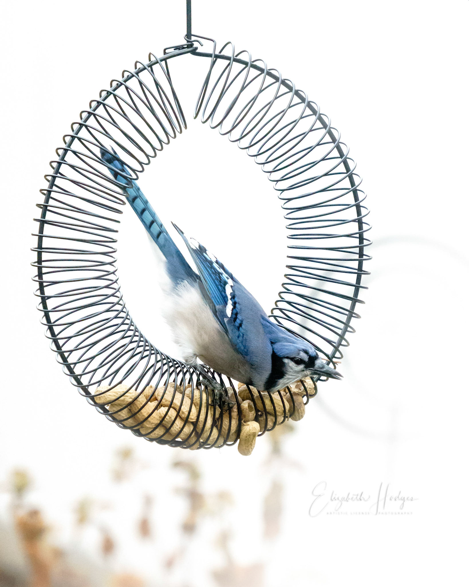 Bluejay