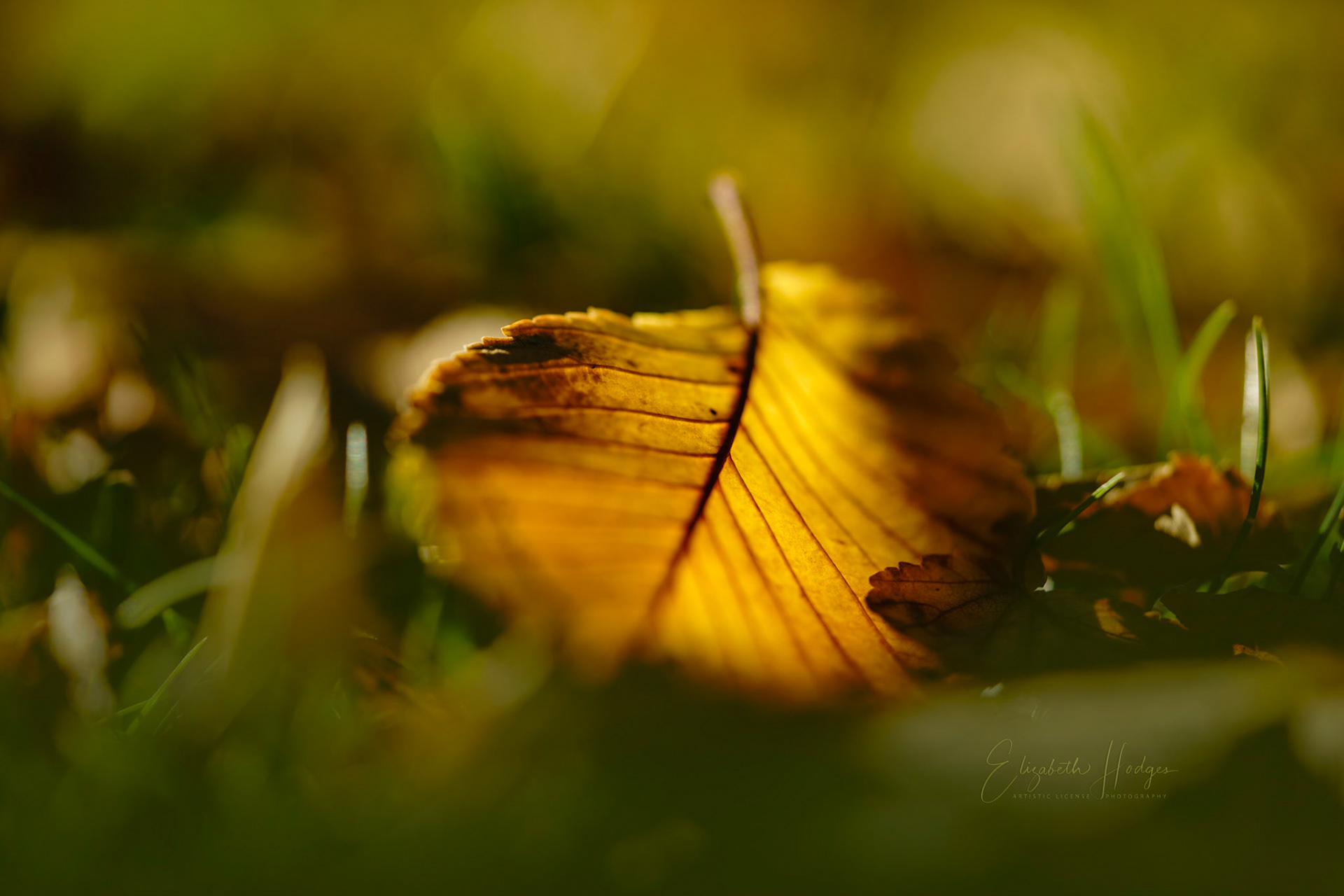 Autumn Leaves